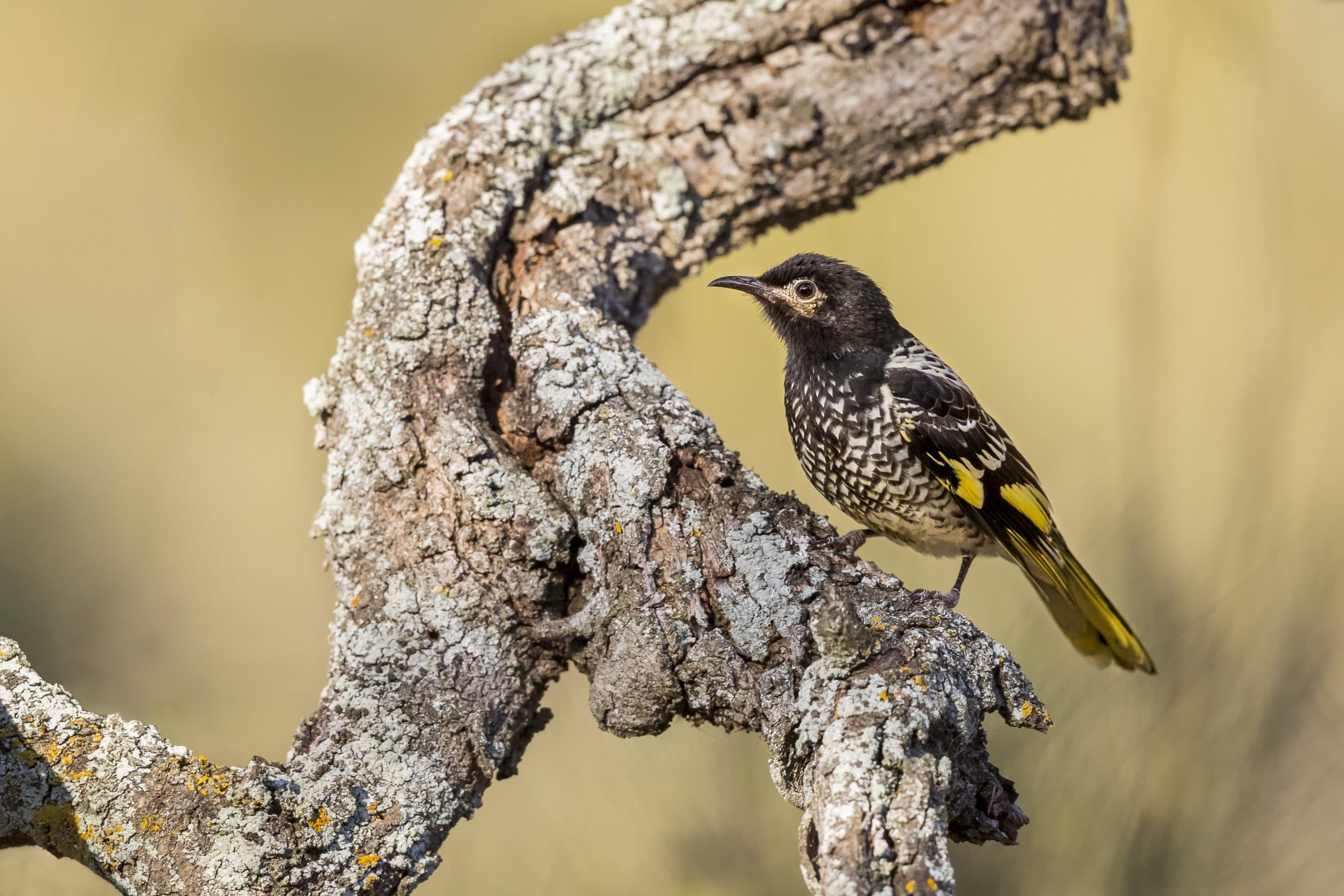 Regent Honeyeater Loses Natural Birdsong