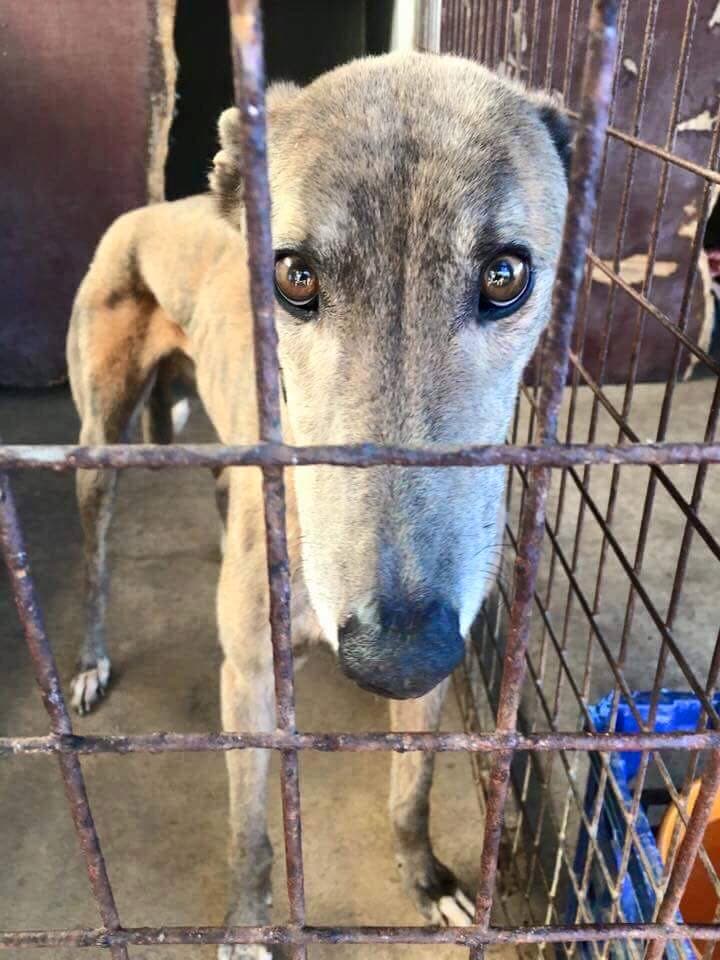 Greyhound Welfare in Racing Industry