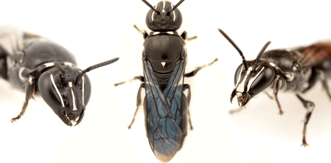 The Rediscovery of the Cloaked Bee