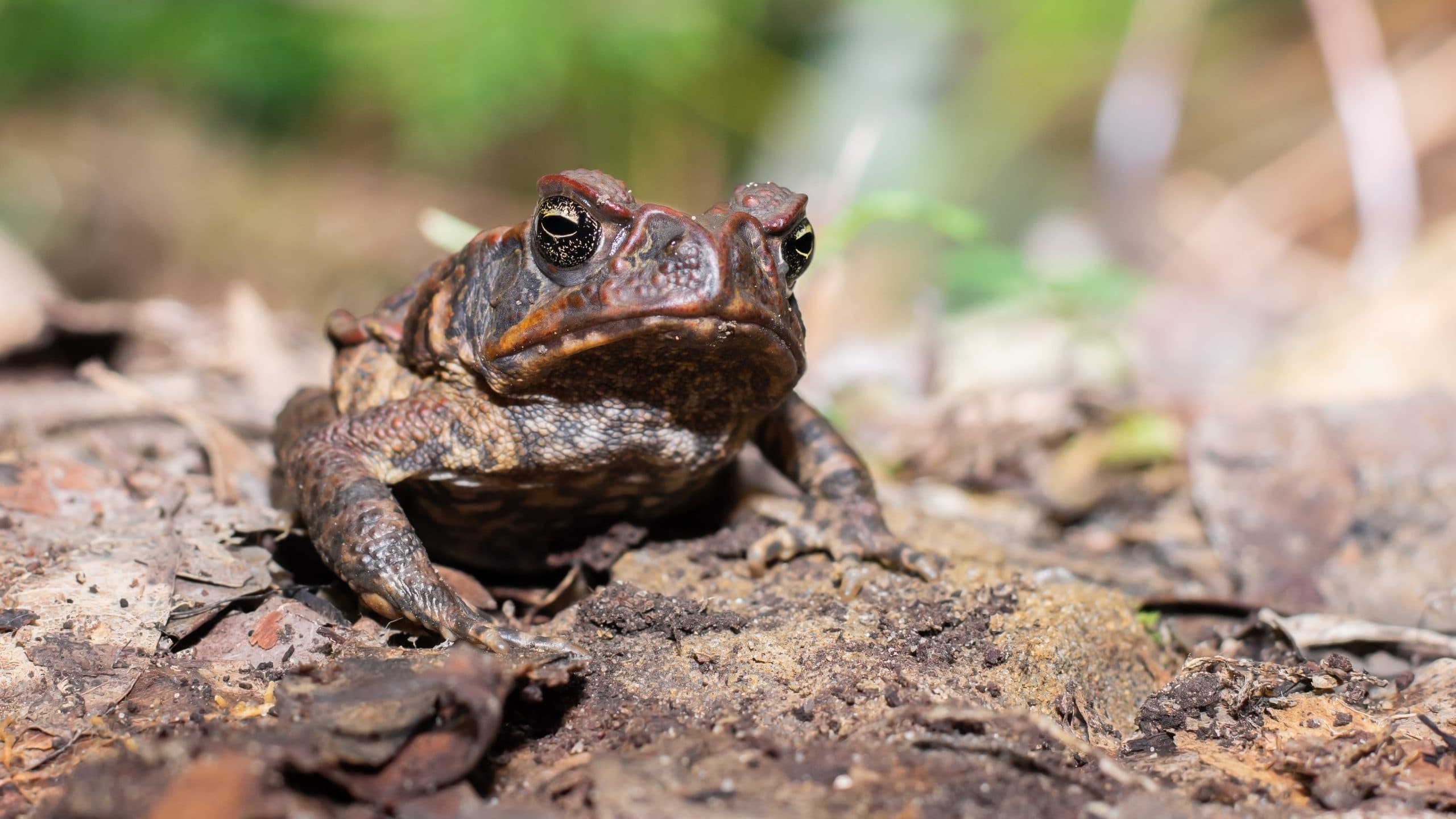 Cane toad invasion in New South Wales