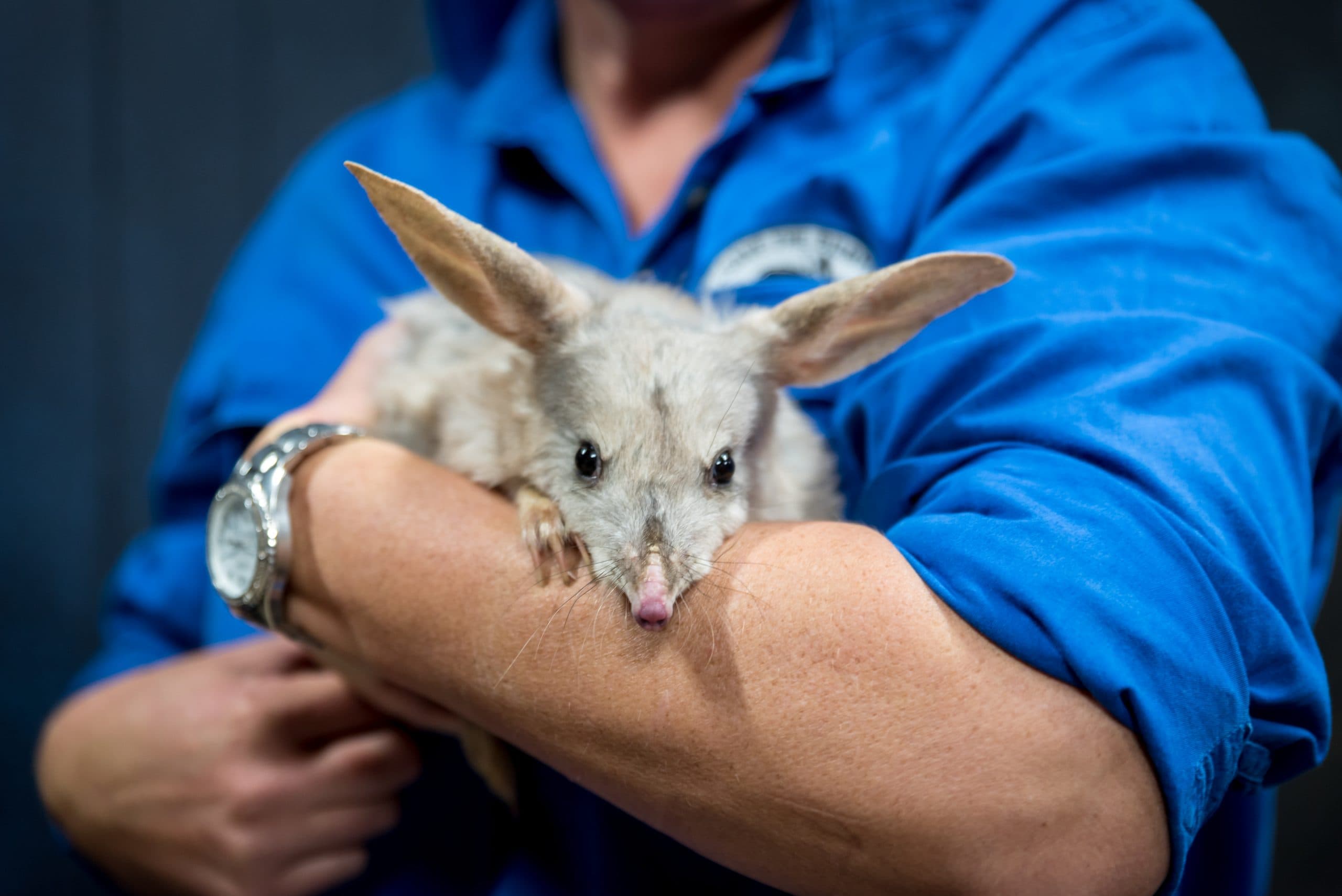 Bilby Habitat Bulldozed in Western Australia