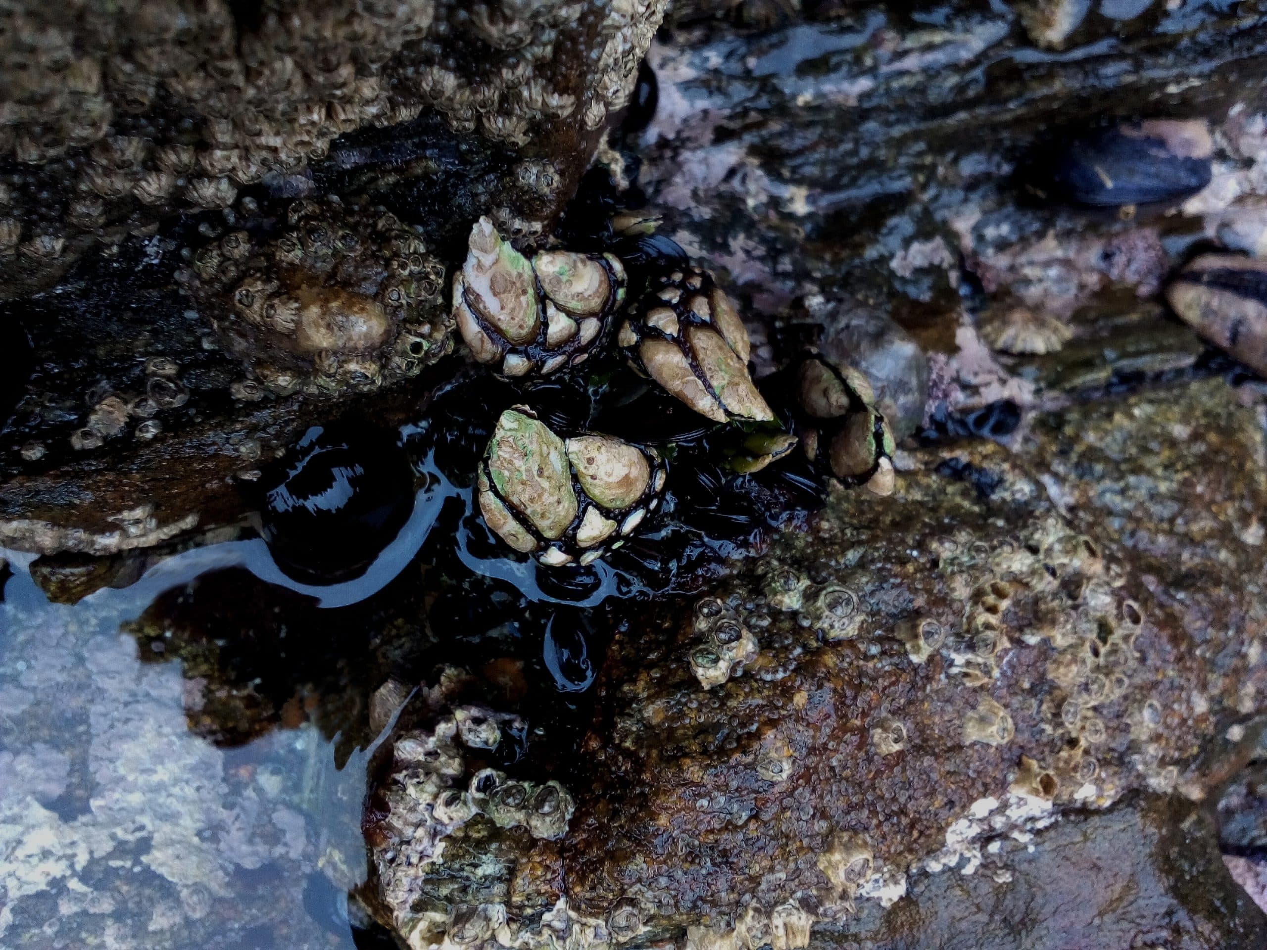 Sea Barnacles Pave the Way For Marine Forensics