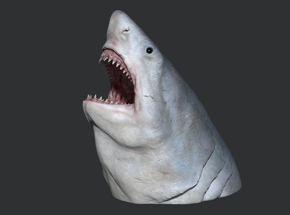 The Megalodon and its Model in the WA Museum Boola Bardip