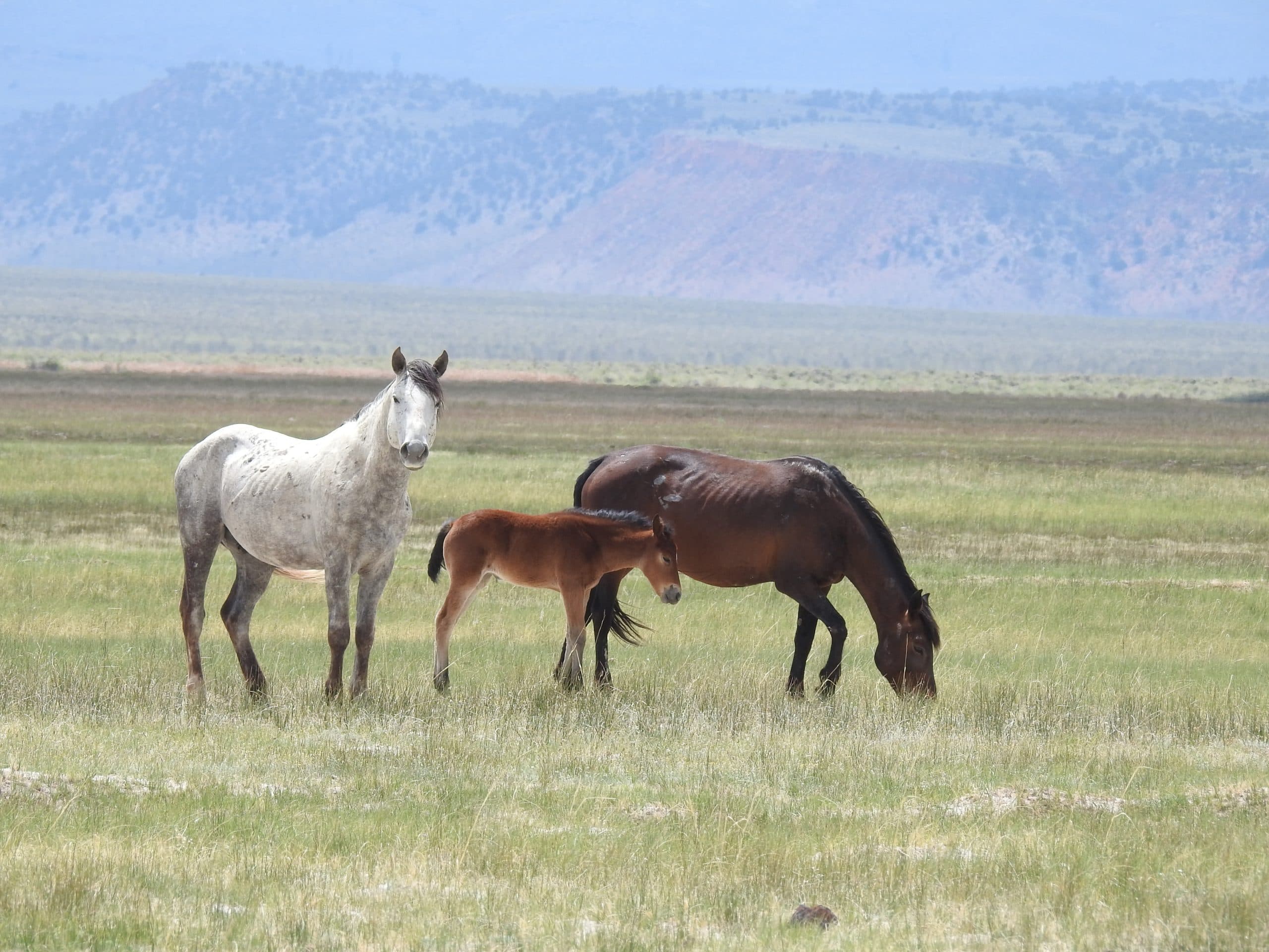 Feral Horses and Victoria’s New Control Plan