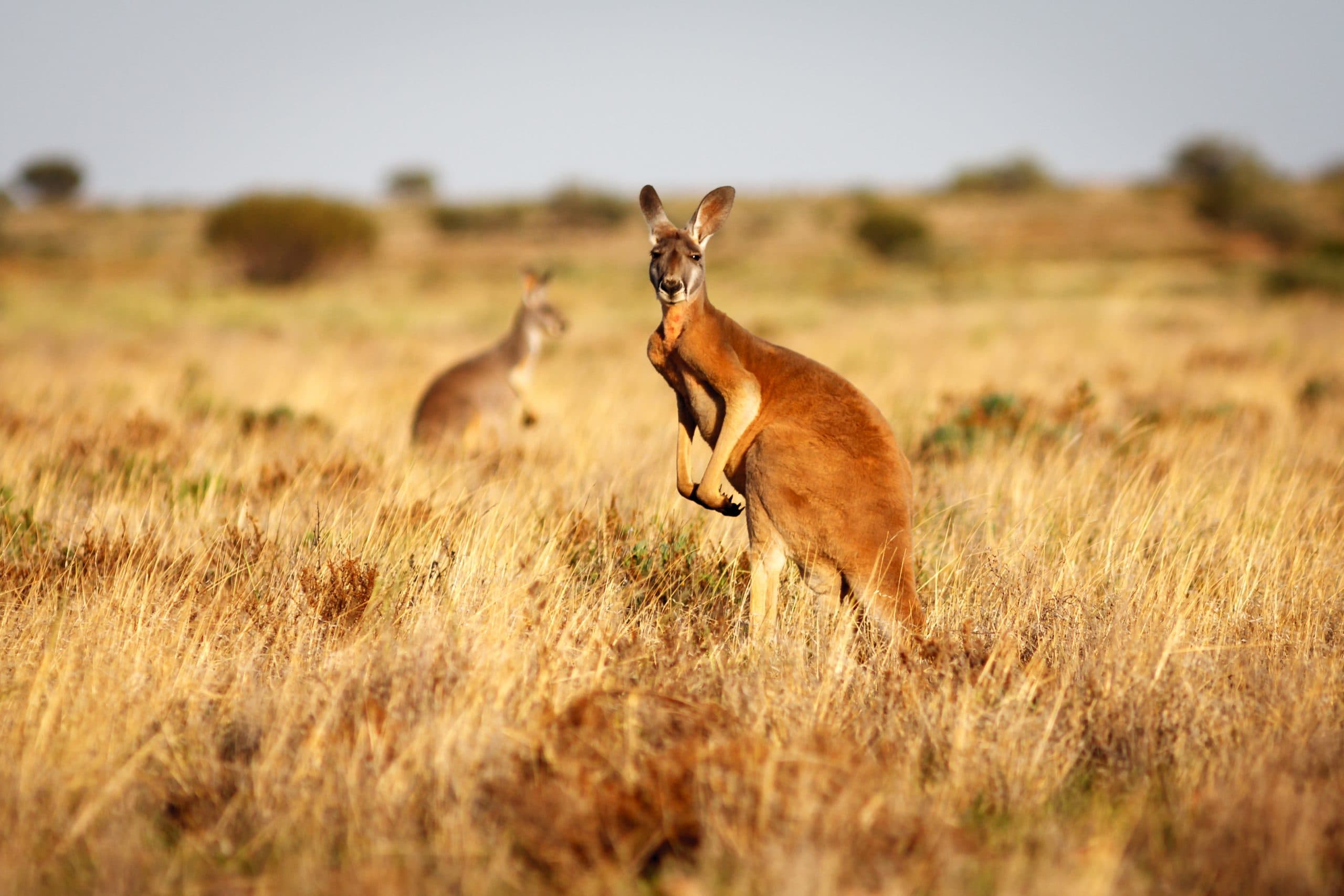 A push to ban the commercial shooting of Kangaroos
