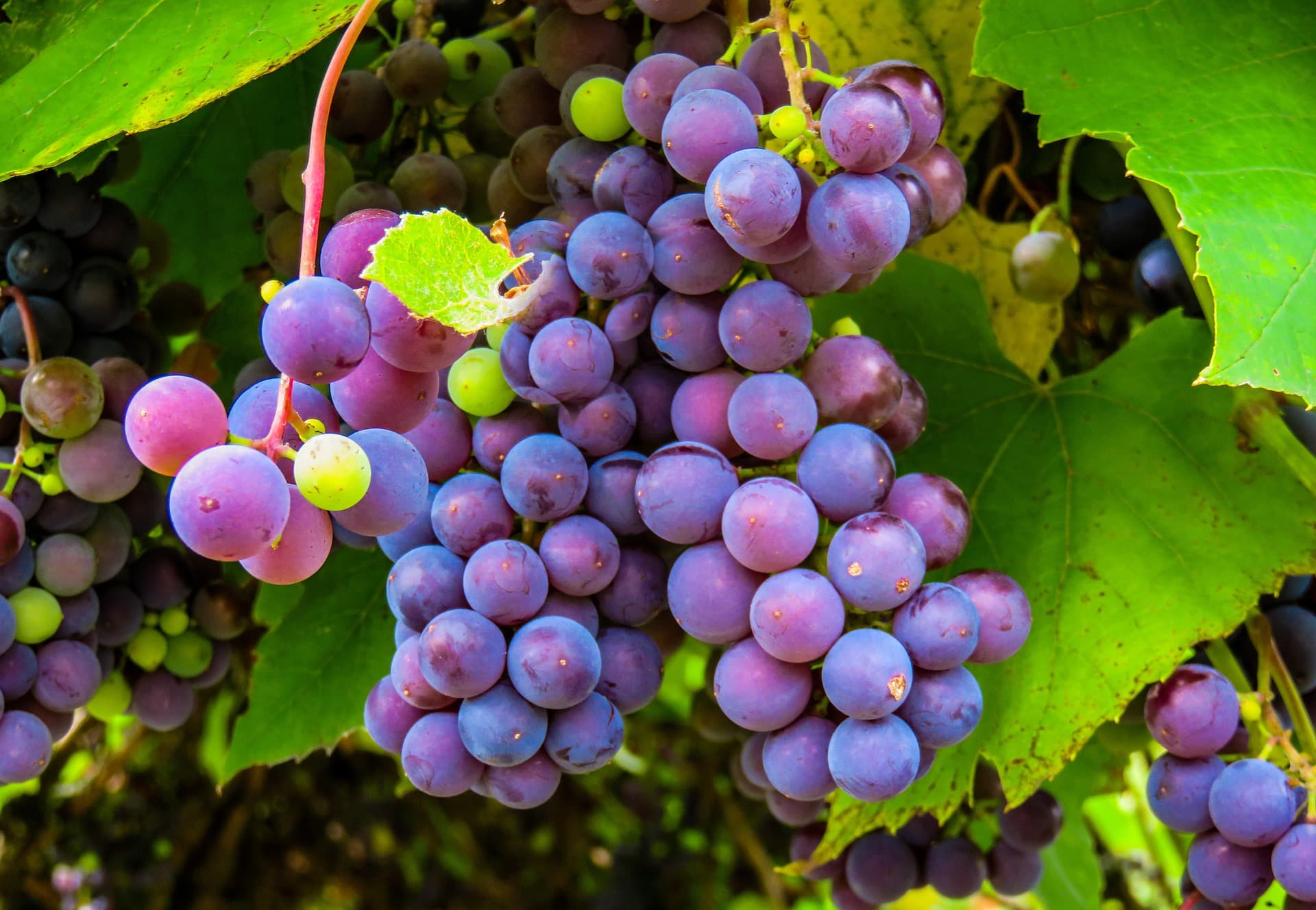 The Bright Side of Brewing With Smoke-Tainted Grapes