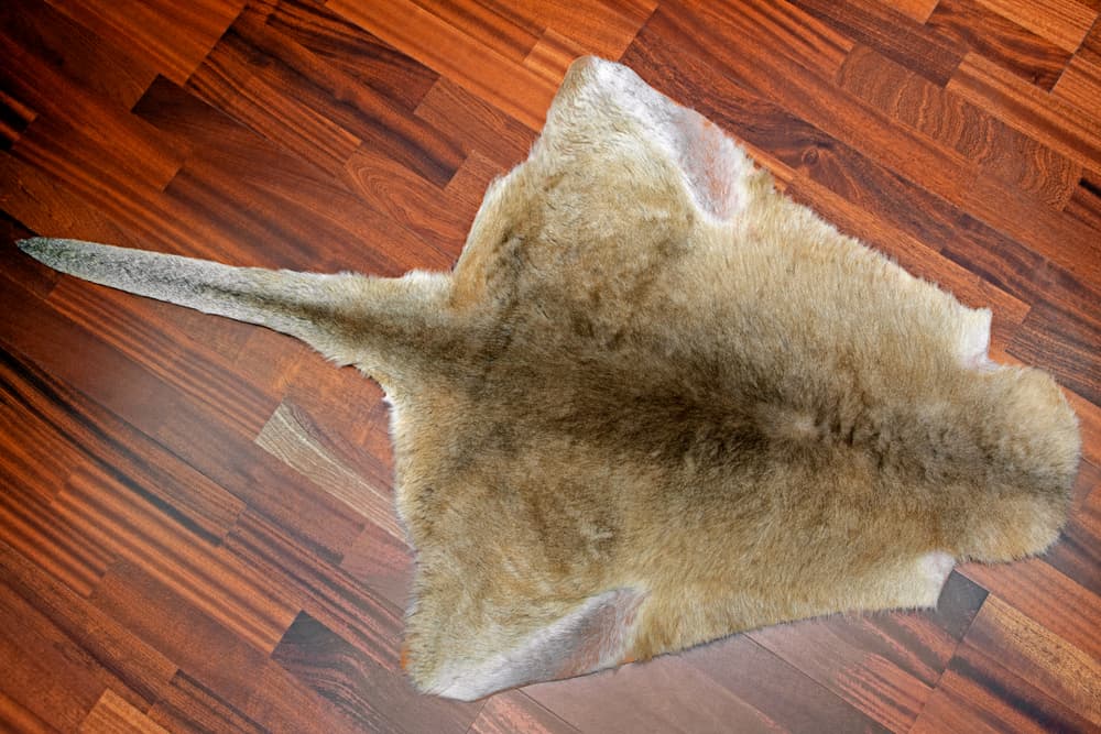 US Ban on Kangaroo Leather: “A Comprehensive Own Goal”