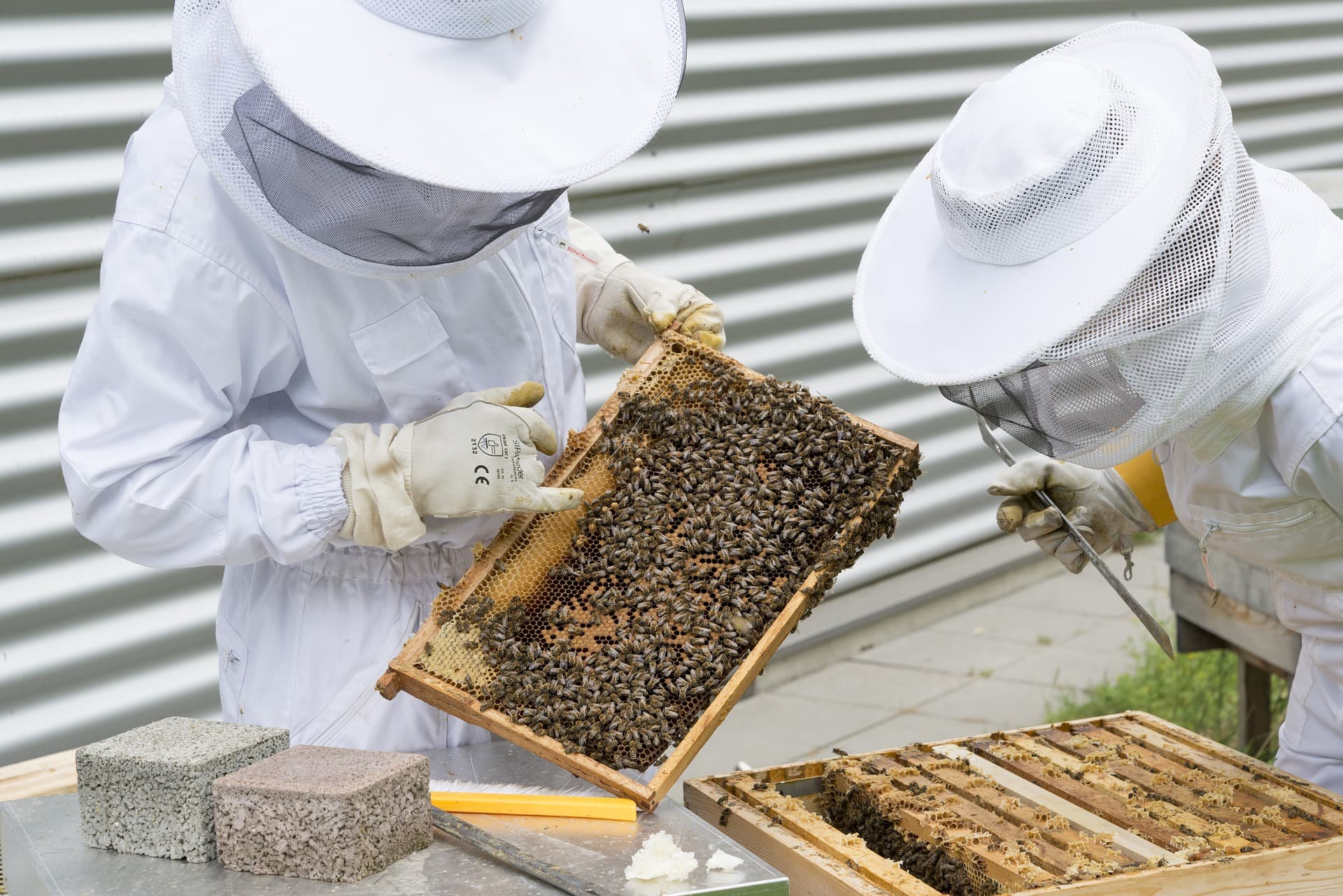 Buzzing about Beekeeping