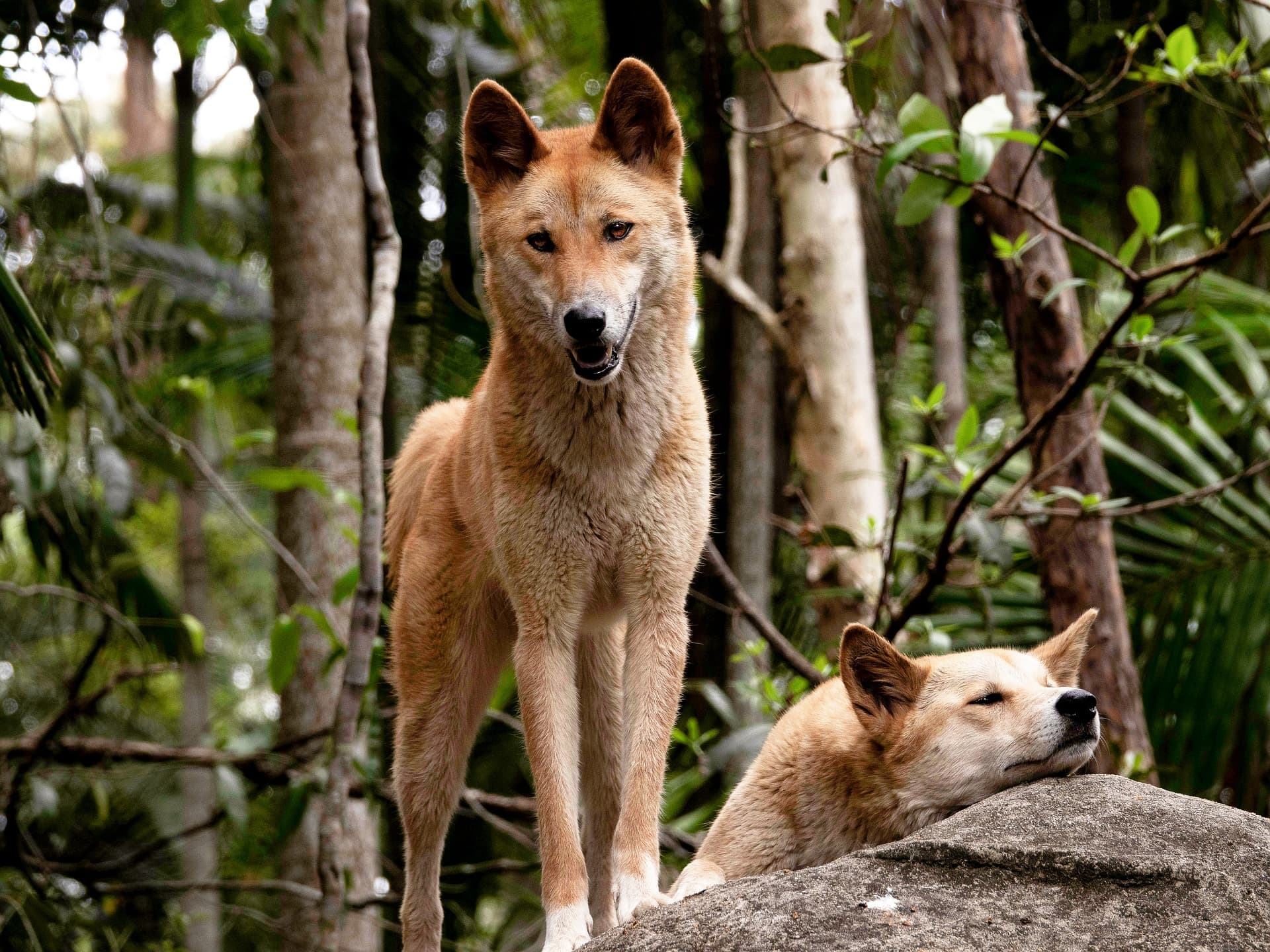 There’s a Dingo Den in Western Sydney