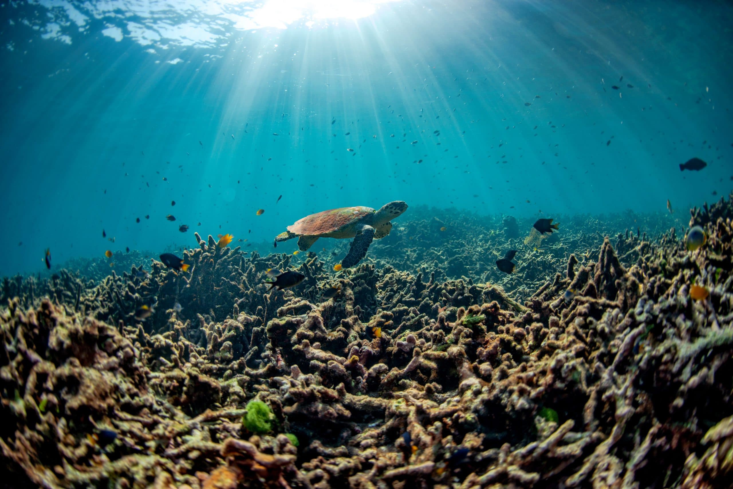 Government “Blindsided” by The World Heritage Committee