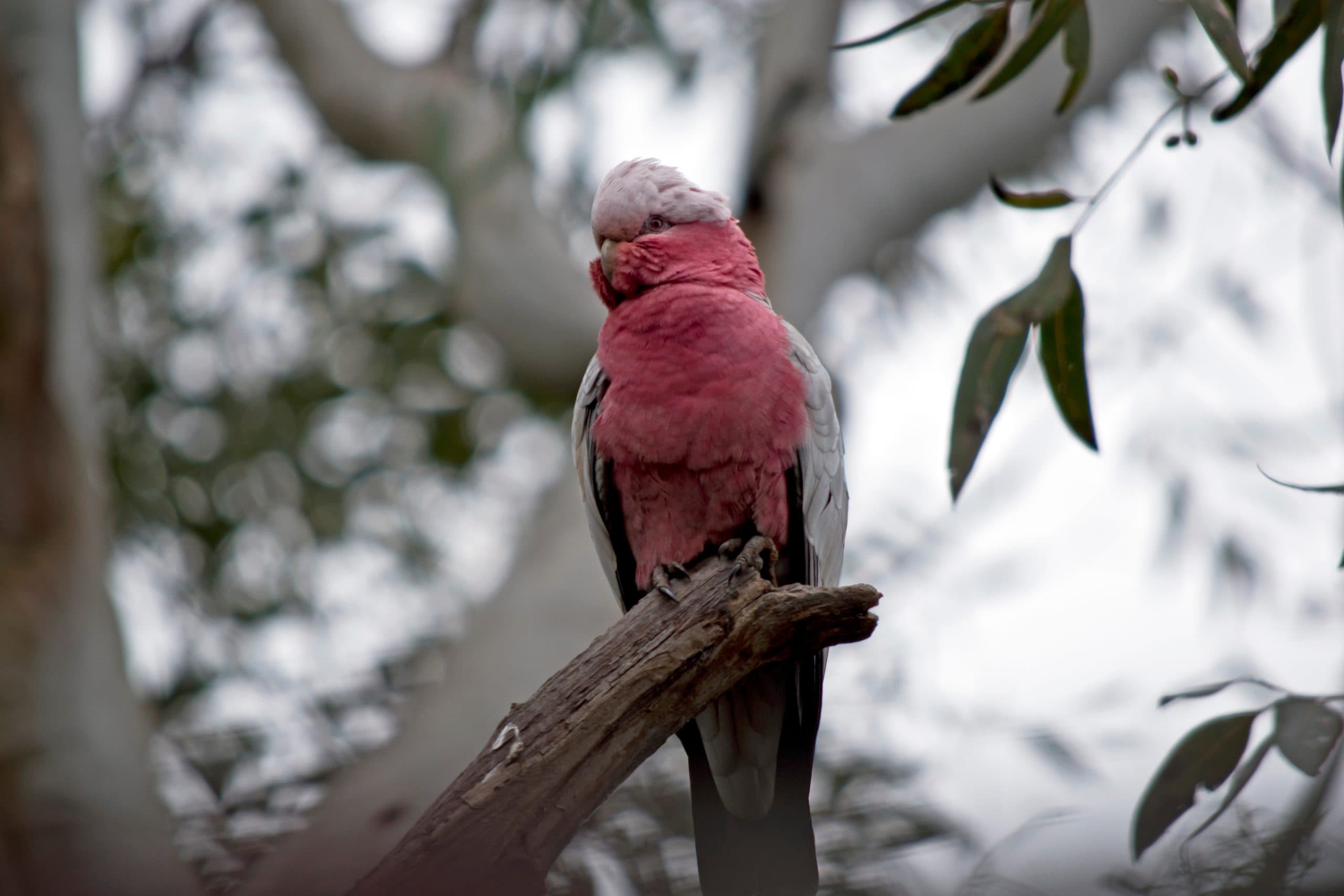 Call to Ban Bromadiolone Poison After Galah Deaths