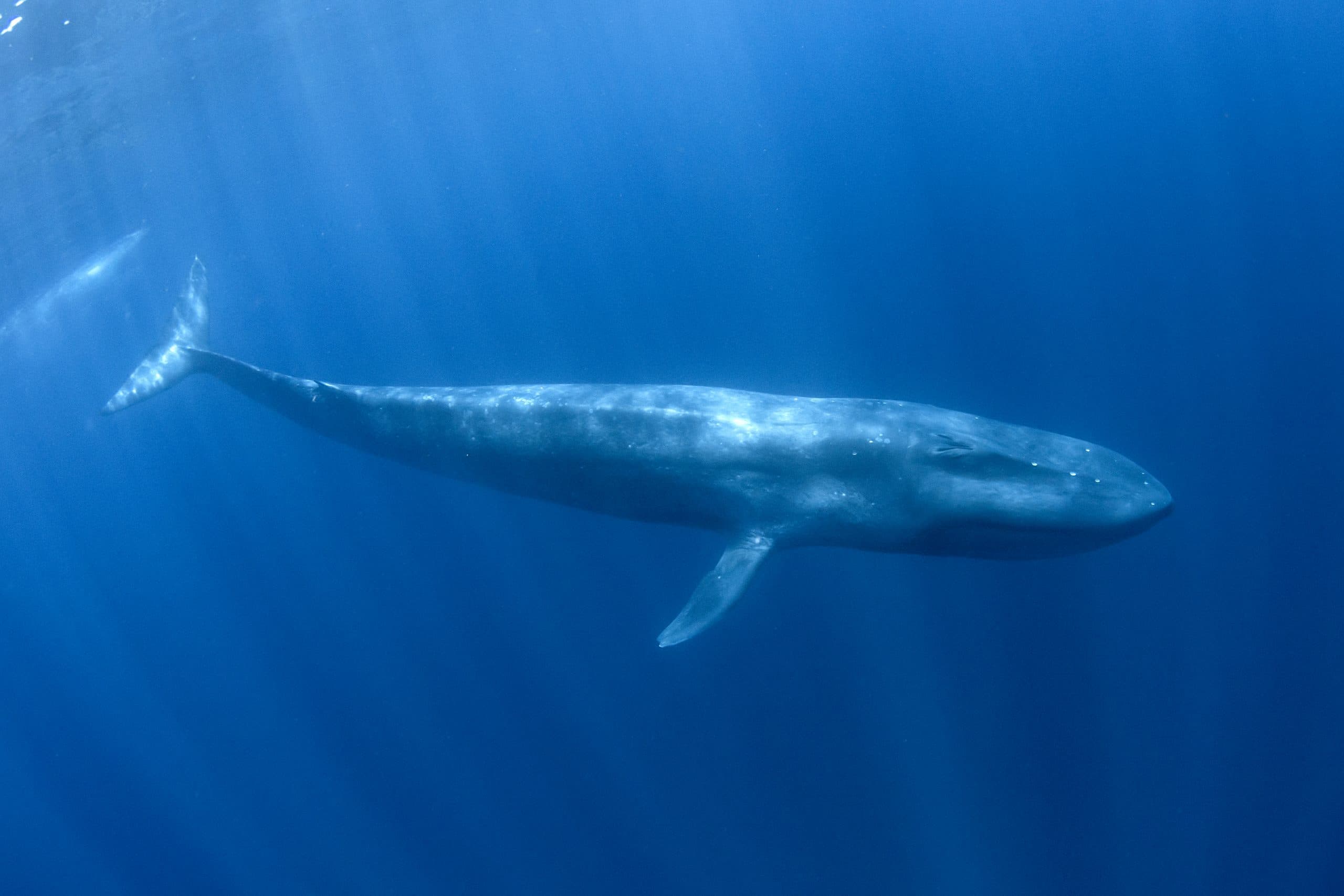 Pygmy blue whales discovered by their singing
