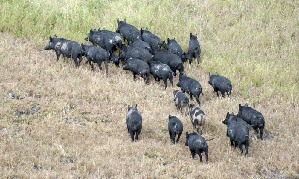 Culling Waste: The Problem & The Potential