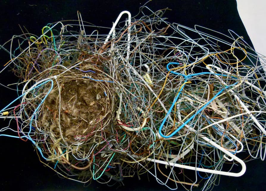 What Bird’s Nests Teach Us About Waste