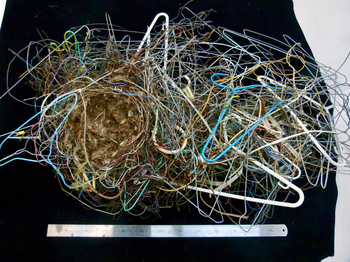 195 Years of Human Trash in Australian Birds Nests