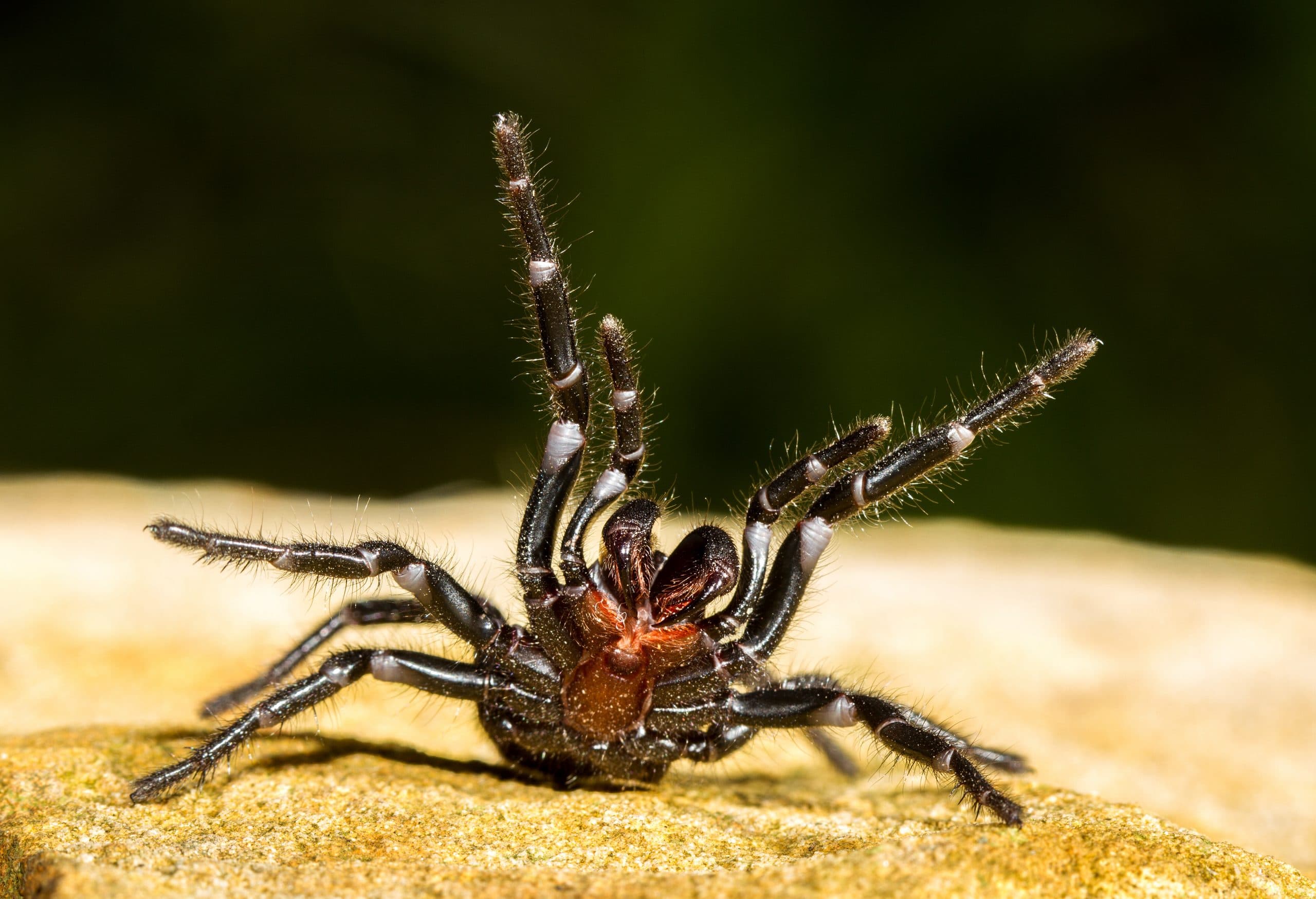 Funnel Webs: Unlikely Heart Attack Heroes