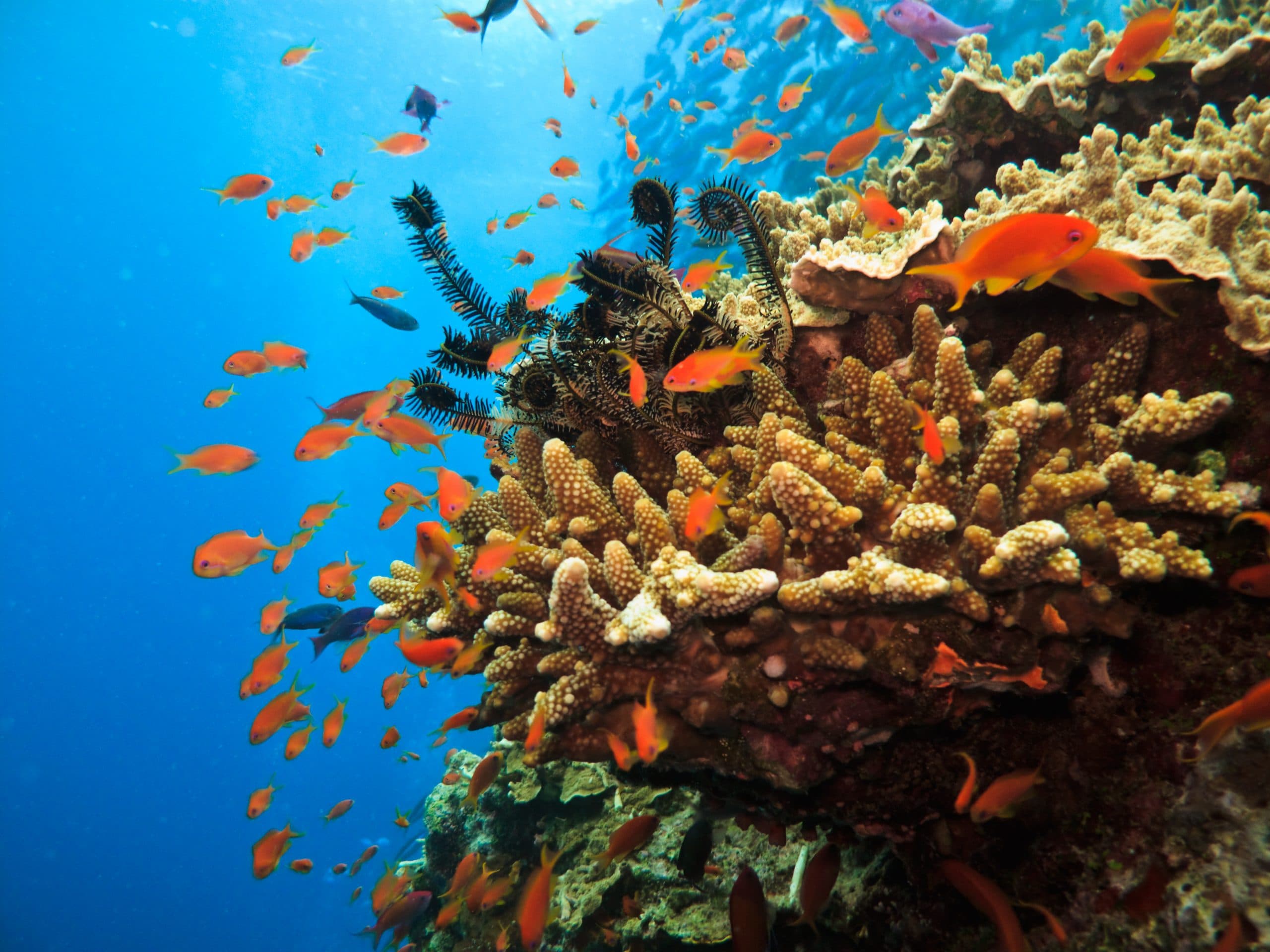 Should the Great Barrier Reef be declared ‘In Danger’?