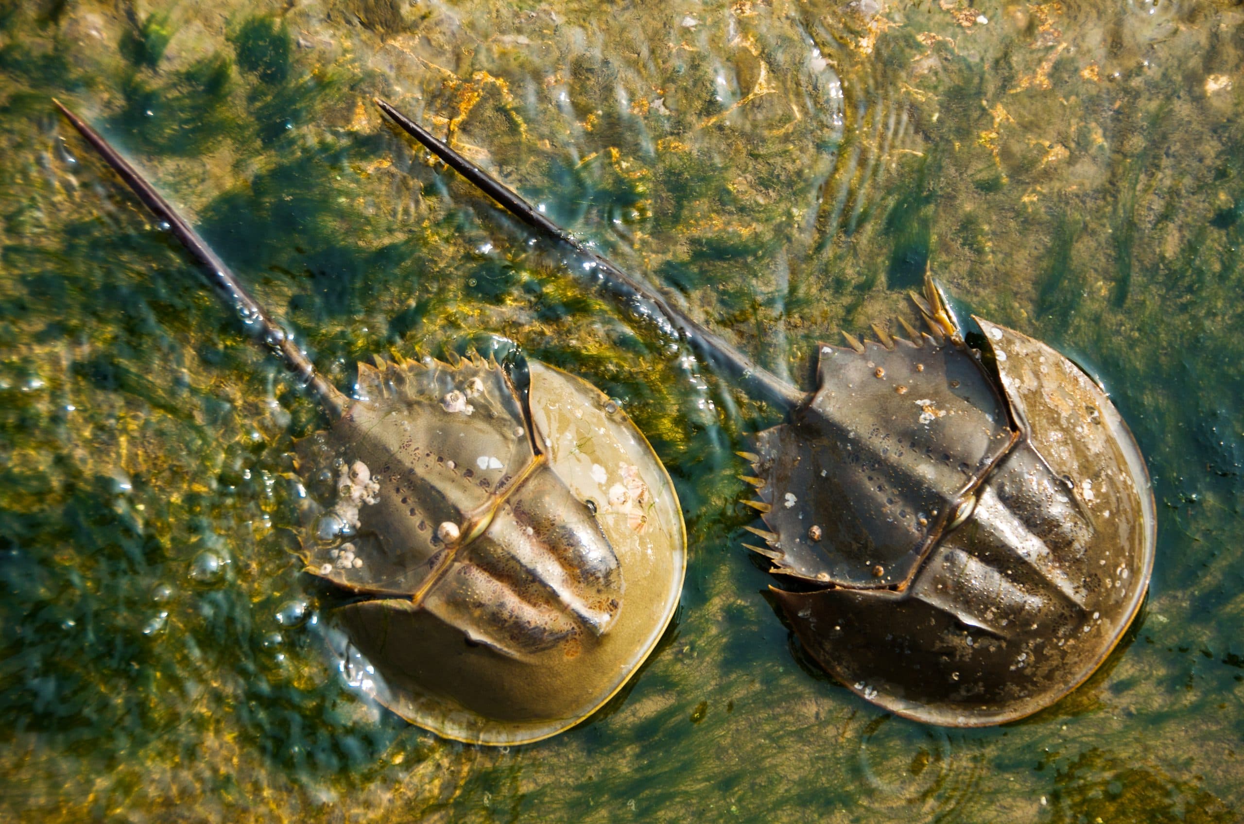 Milking Horseshoe Crab’s Blue Blood For Vaccines