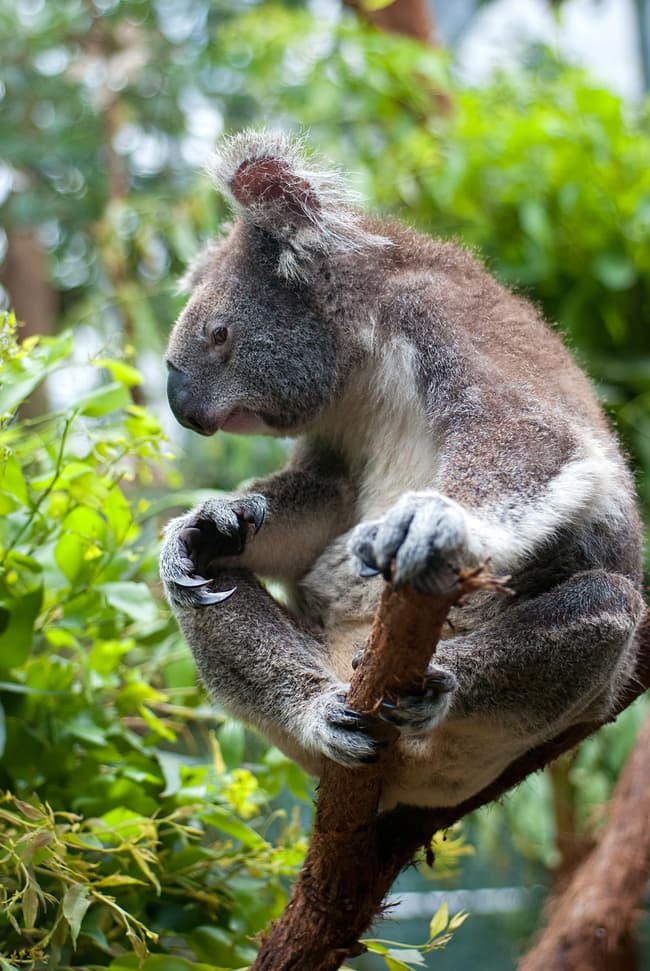 ’30 days 30 ways to save the koala’ campaign kicks off