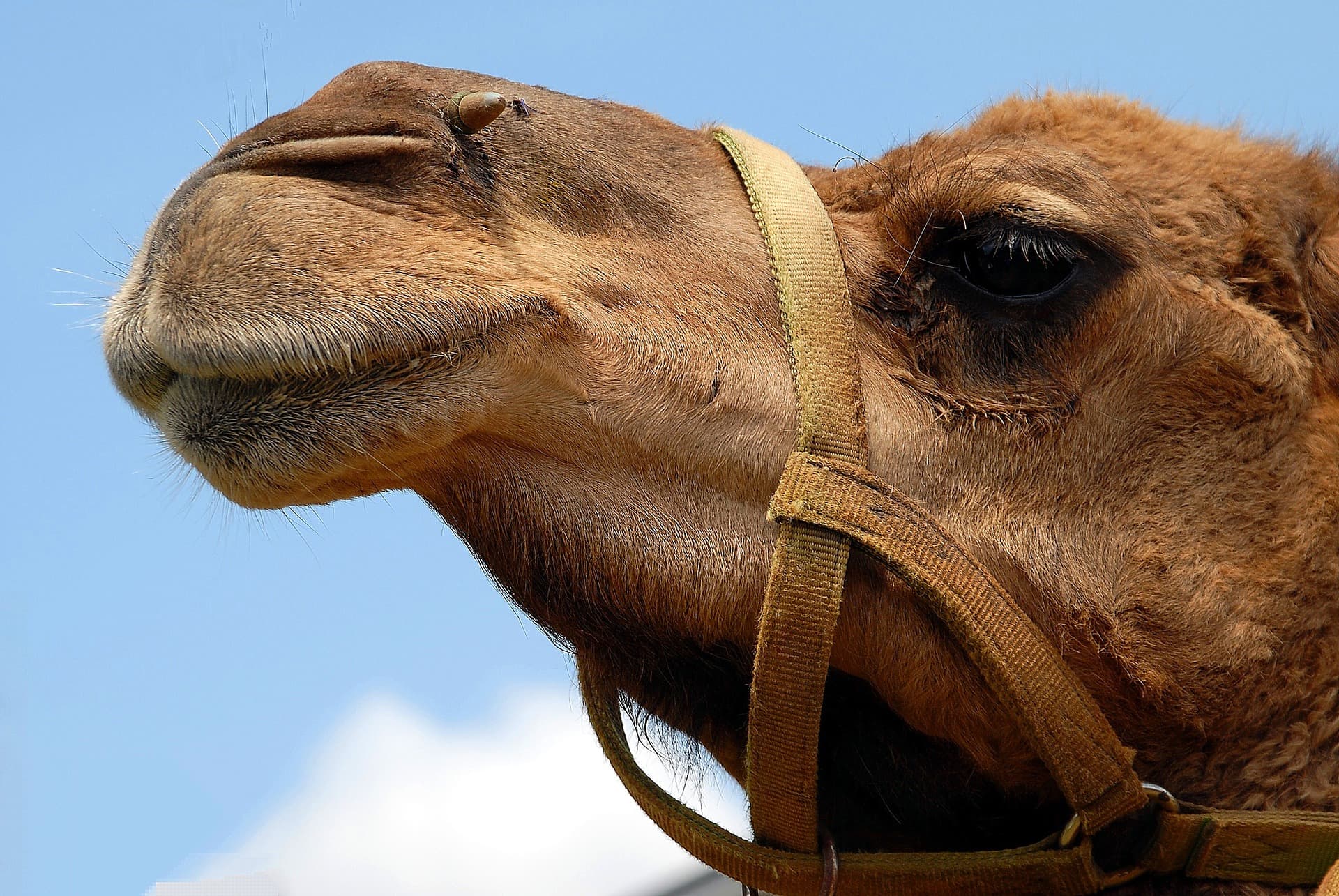 Rural Connection: Humpalicious Camel Dairy