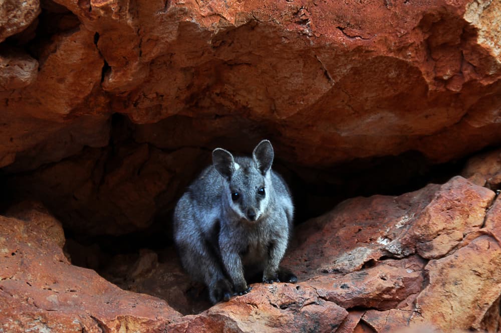 Government grant to help Indigenous community save endangered wallaby