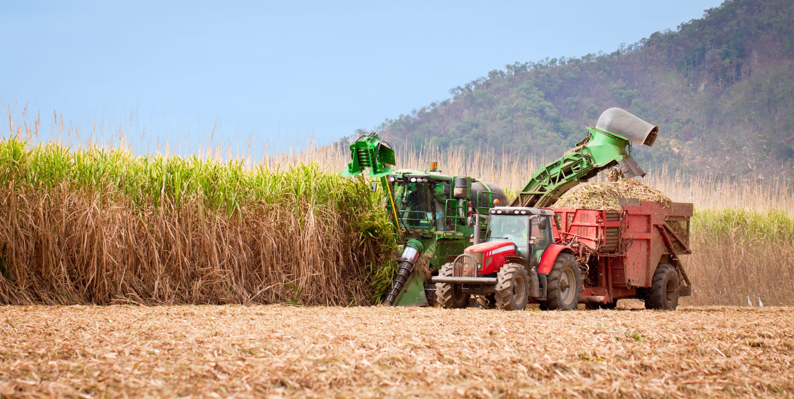 Rural Connection: Growing Up As A Sugar Cane Farmer