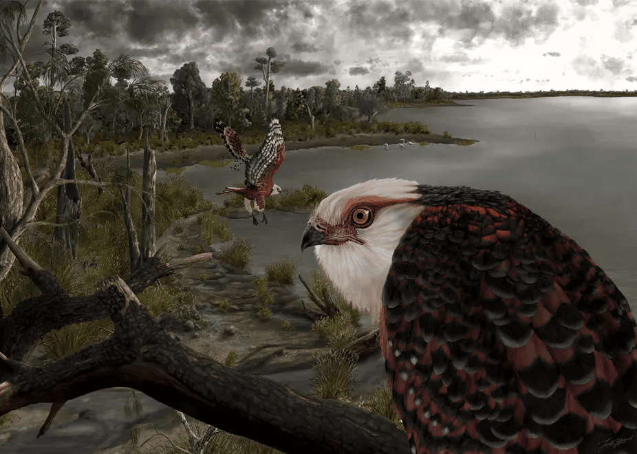 South Australian Prehistoric Eagle Fossil