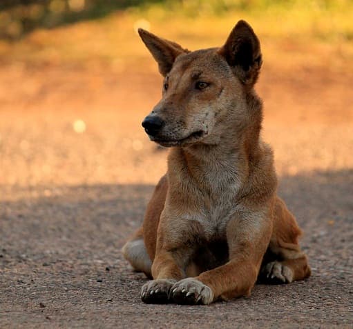 Traditional land owners fight to save dingos