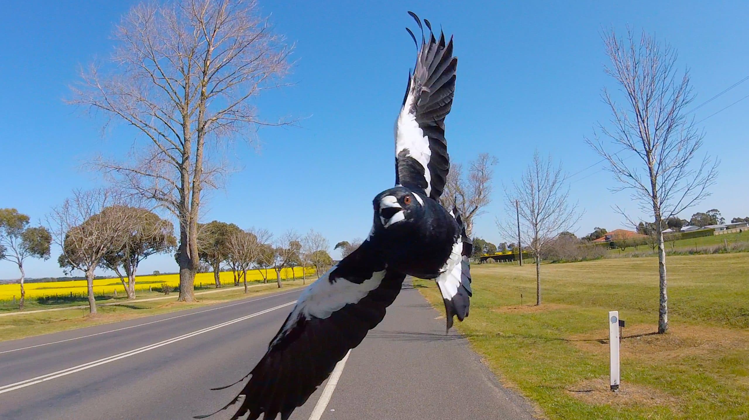 Lane Cove Magpie Controversy: Is There a Better Solution?