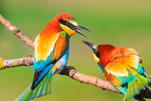 Animals Evolving to Coping with Climate Change