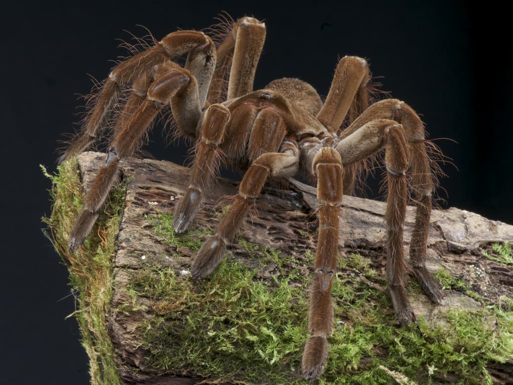 Gut pains can be helped by a giant spider