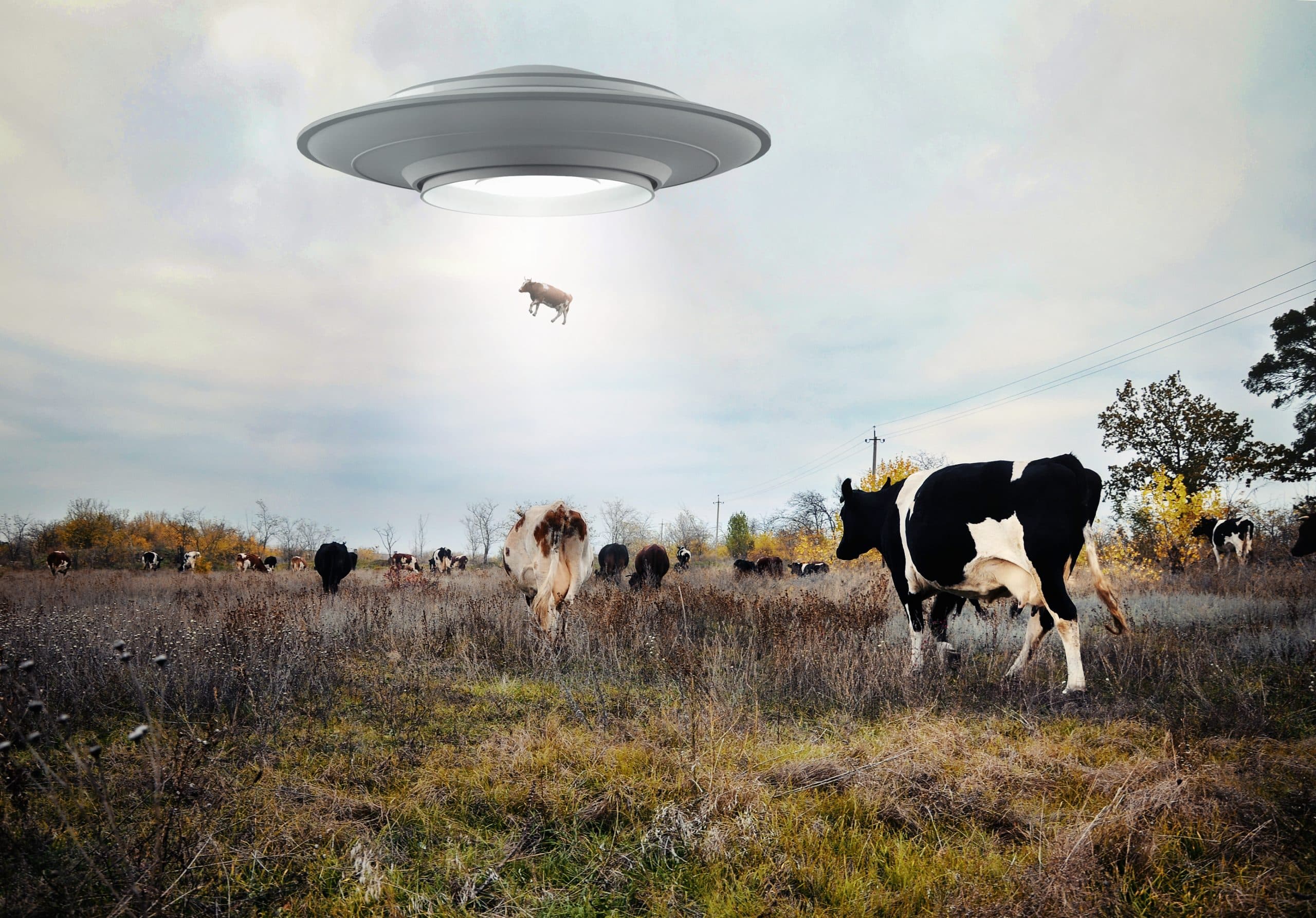 Rural Connection: Space Cows