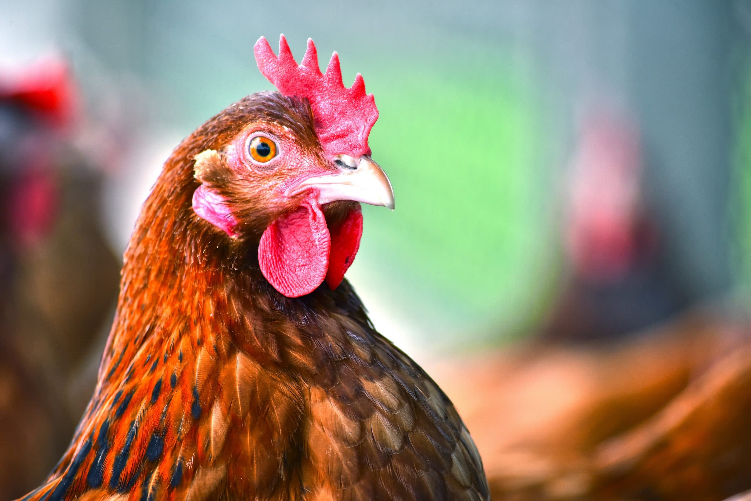 Rural Connection: Portable Chooks For Perfect Soil