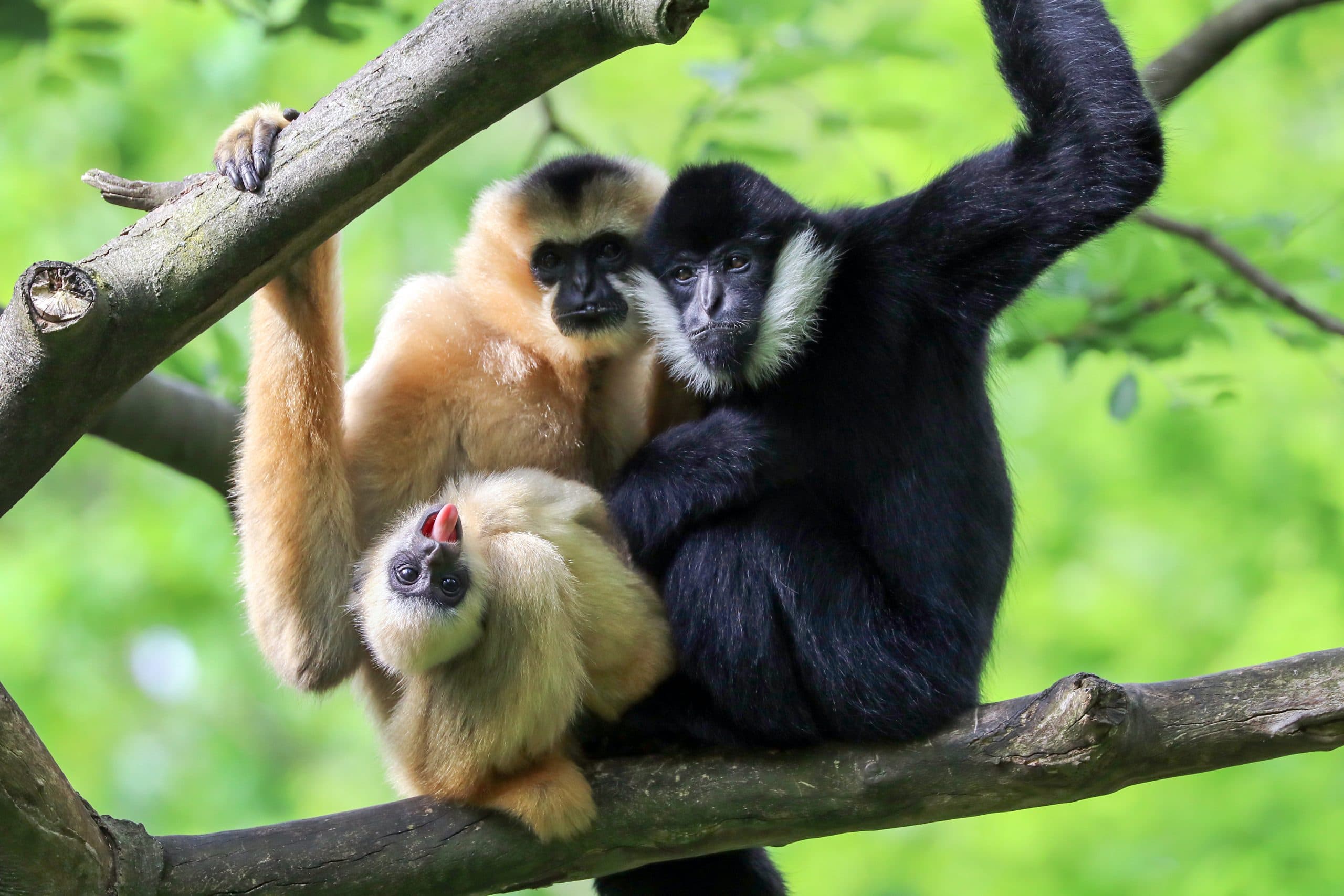 Uncovering Our Ancestor’s Social Lives By Examining Gibbon and Siamang Skulls