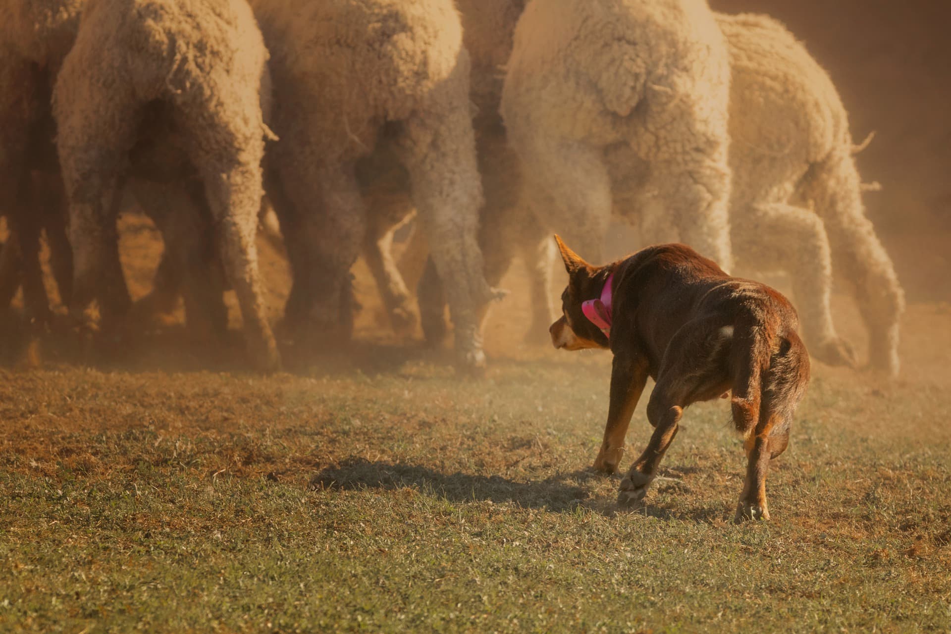 Rural Connection: Working Dogs For Mental Health