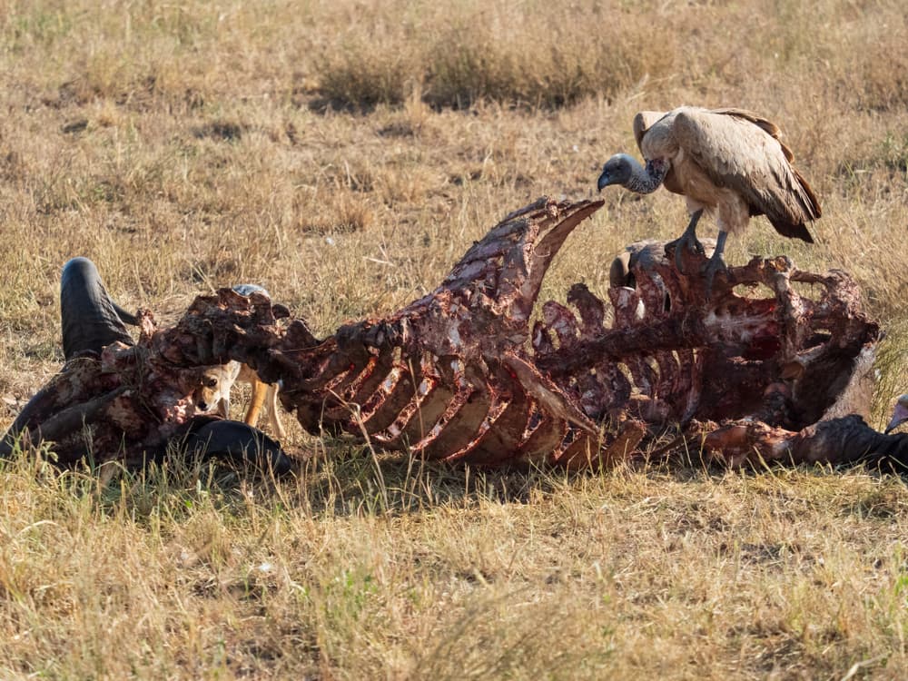 US of Ed: Down to the Bone