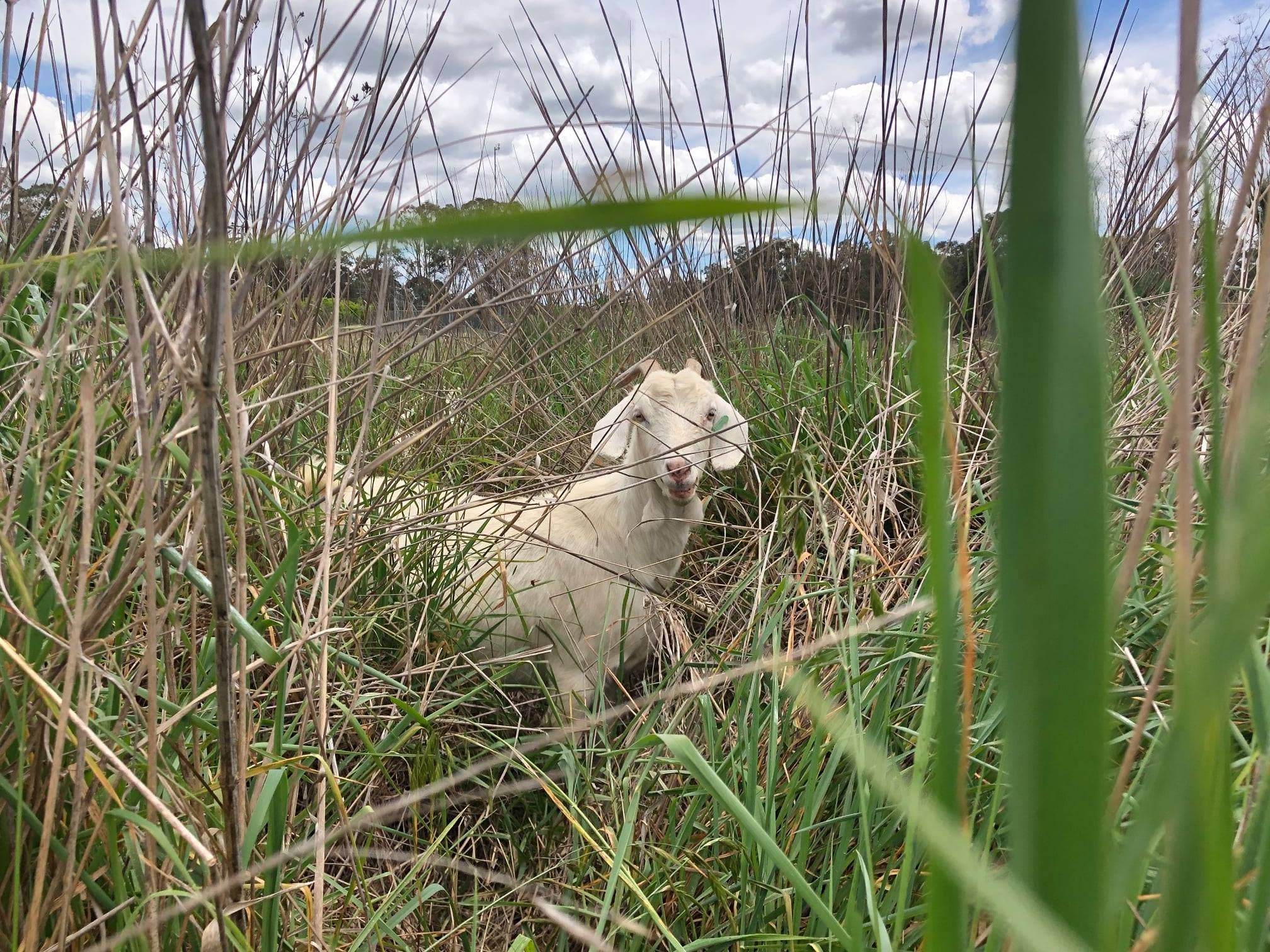 Rural Connection: The Goats Fighting Bushfires