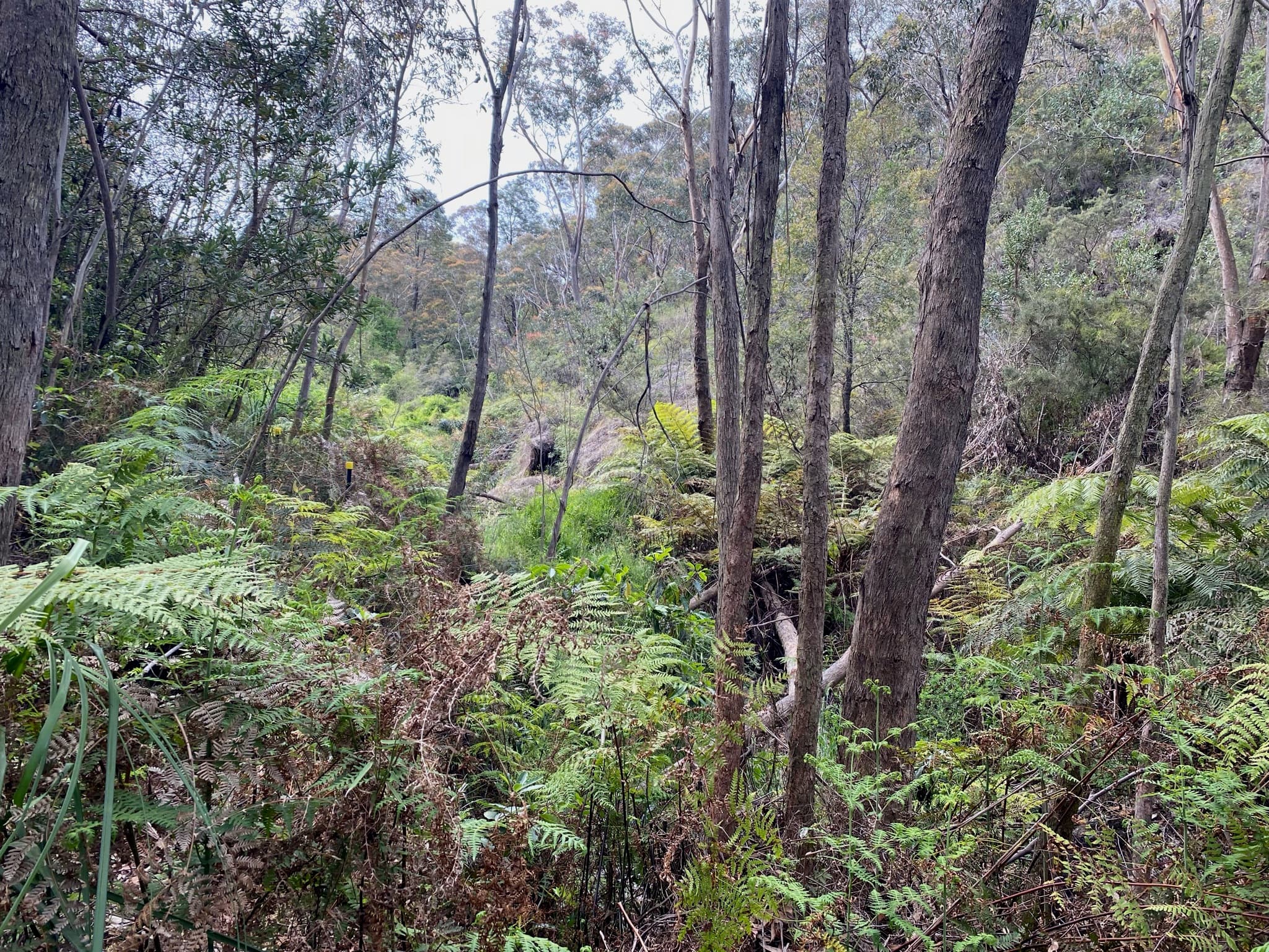 Protecting Our Swamps