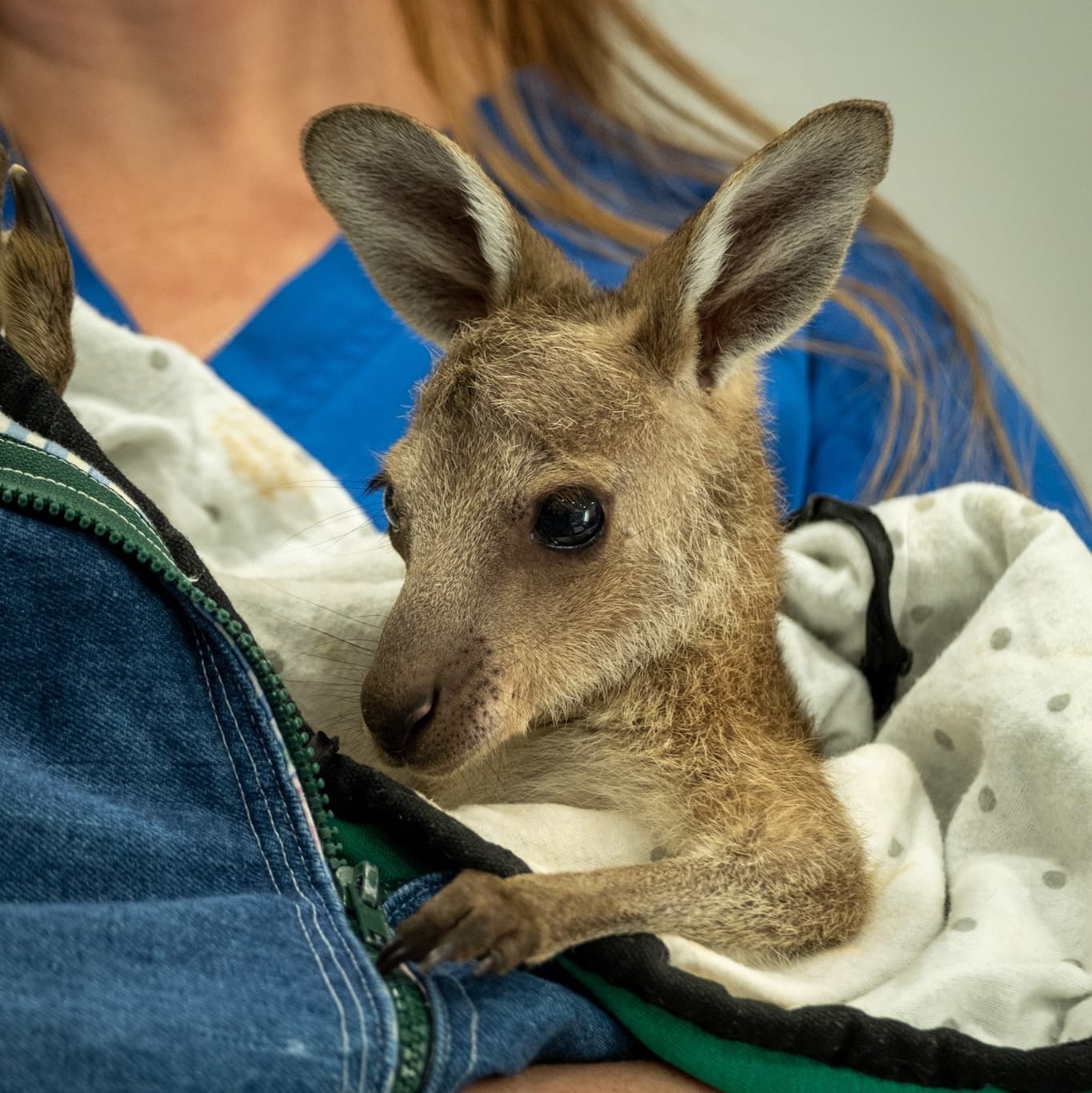 Rural Connection: Australia’s First Mobile Vet Hospital