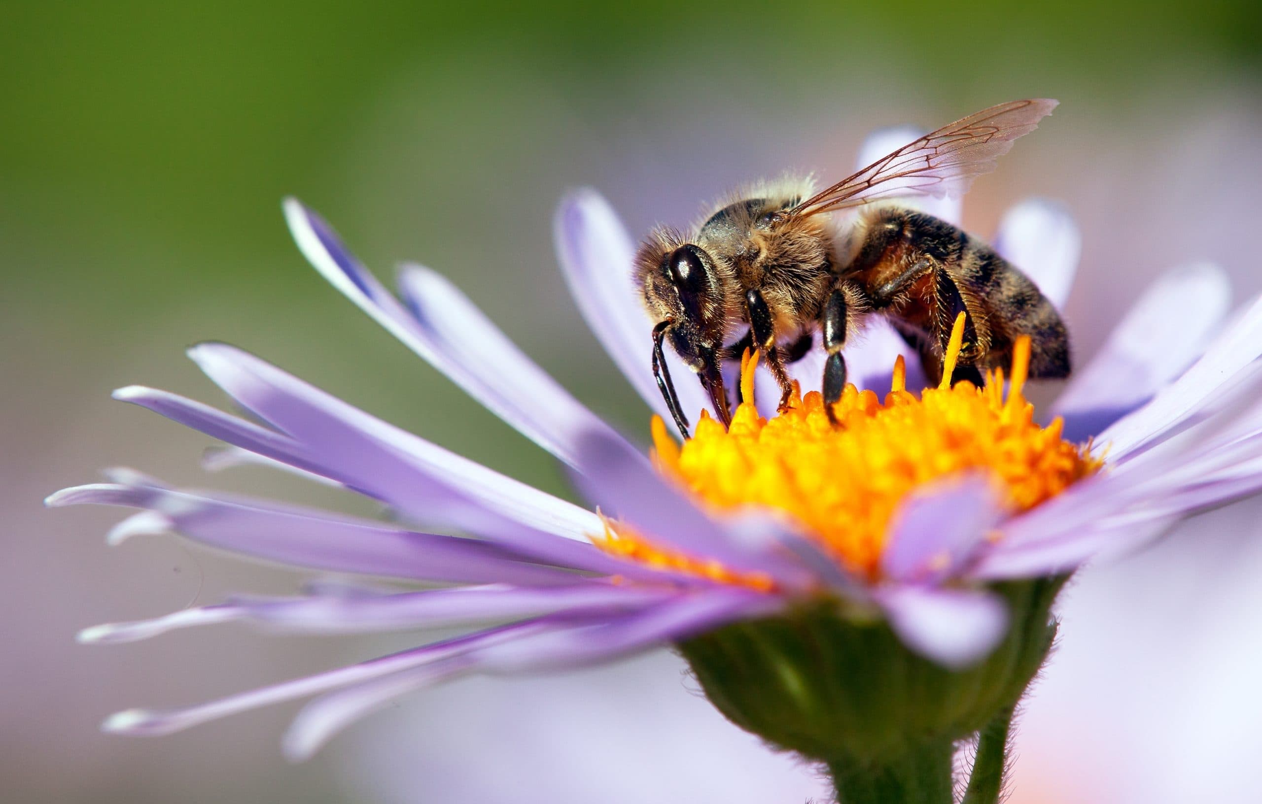 Science Spotlight: BEES!