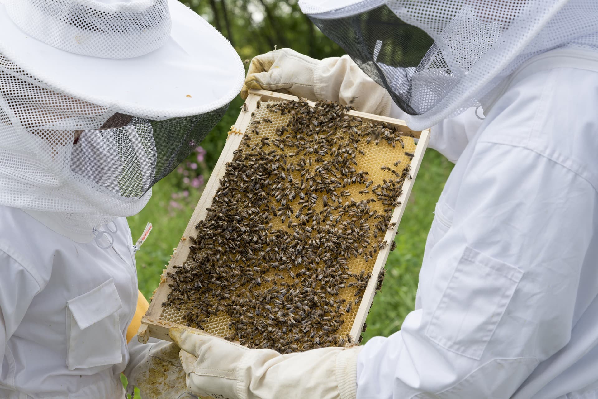 Rural Connection: So You Want To Bee An Apiarist?
