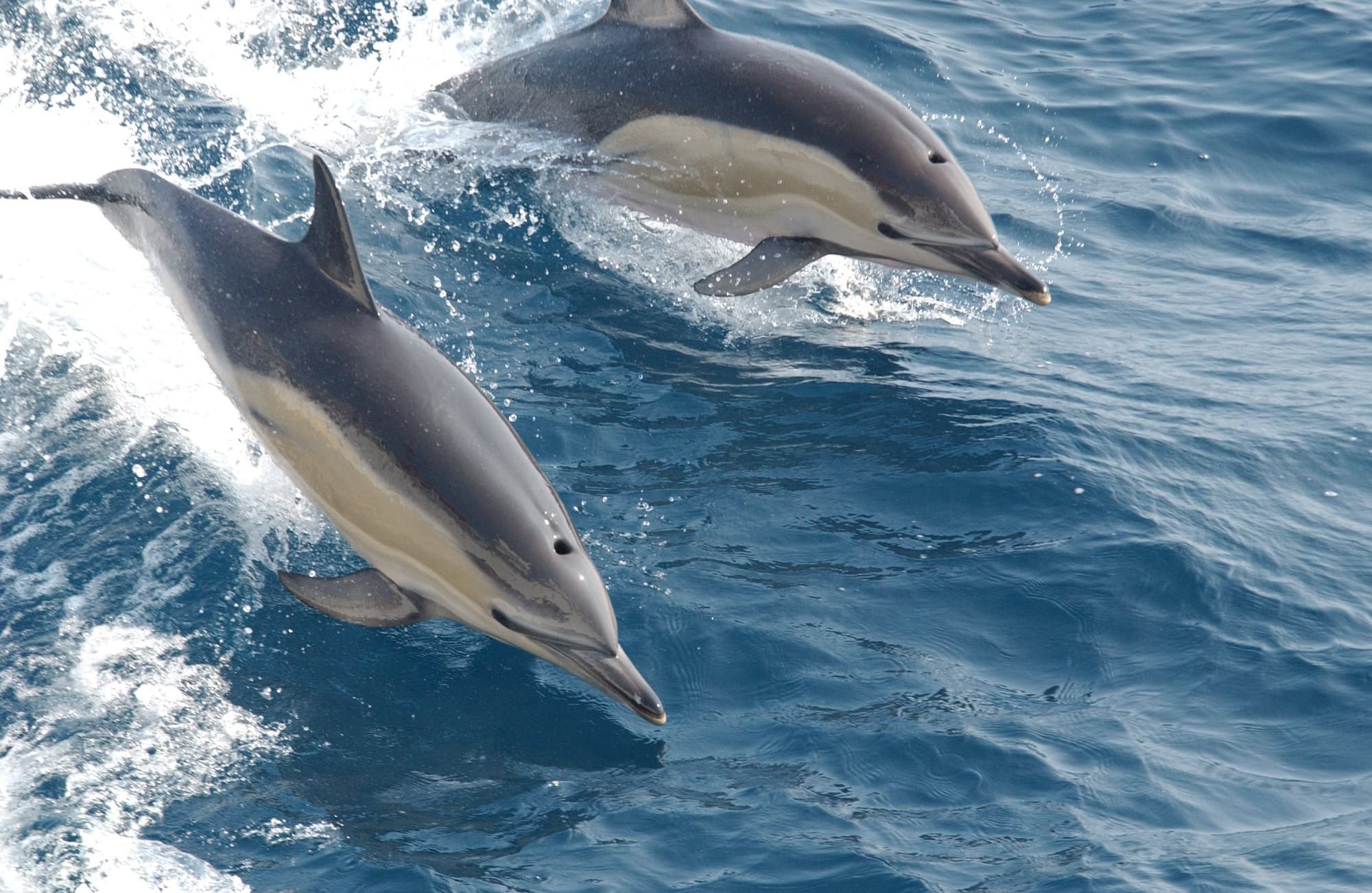 How the Shark Bay Dolphin Project is reducing dolphin deaths