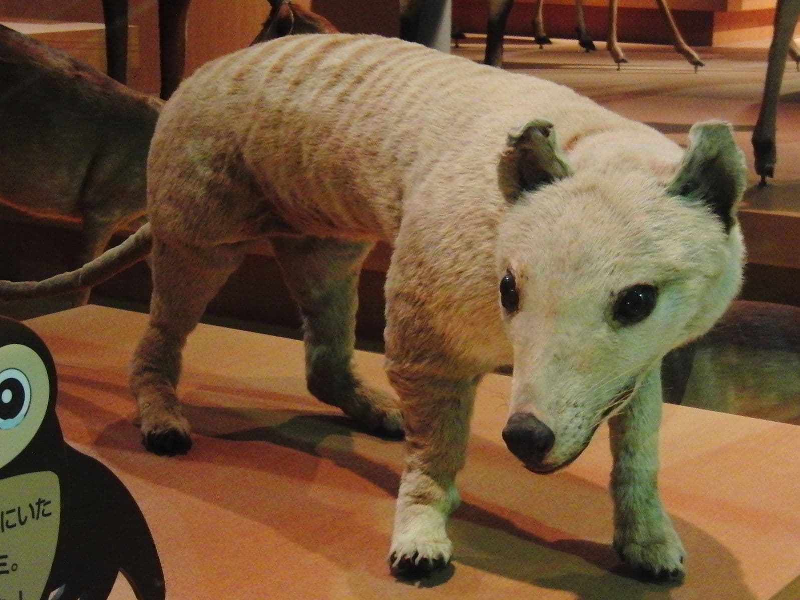 Resurrecting the Tasmanian Tiger