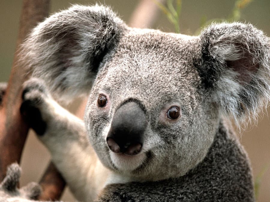 Koala officially listed as endangered. What can we do?