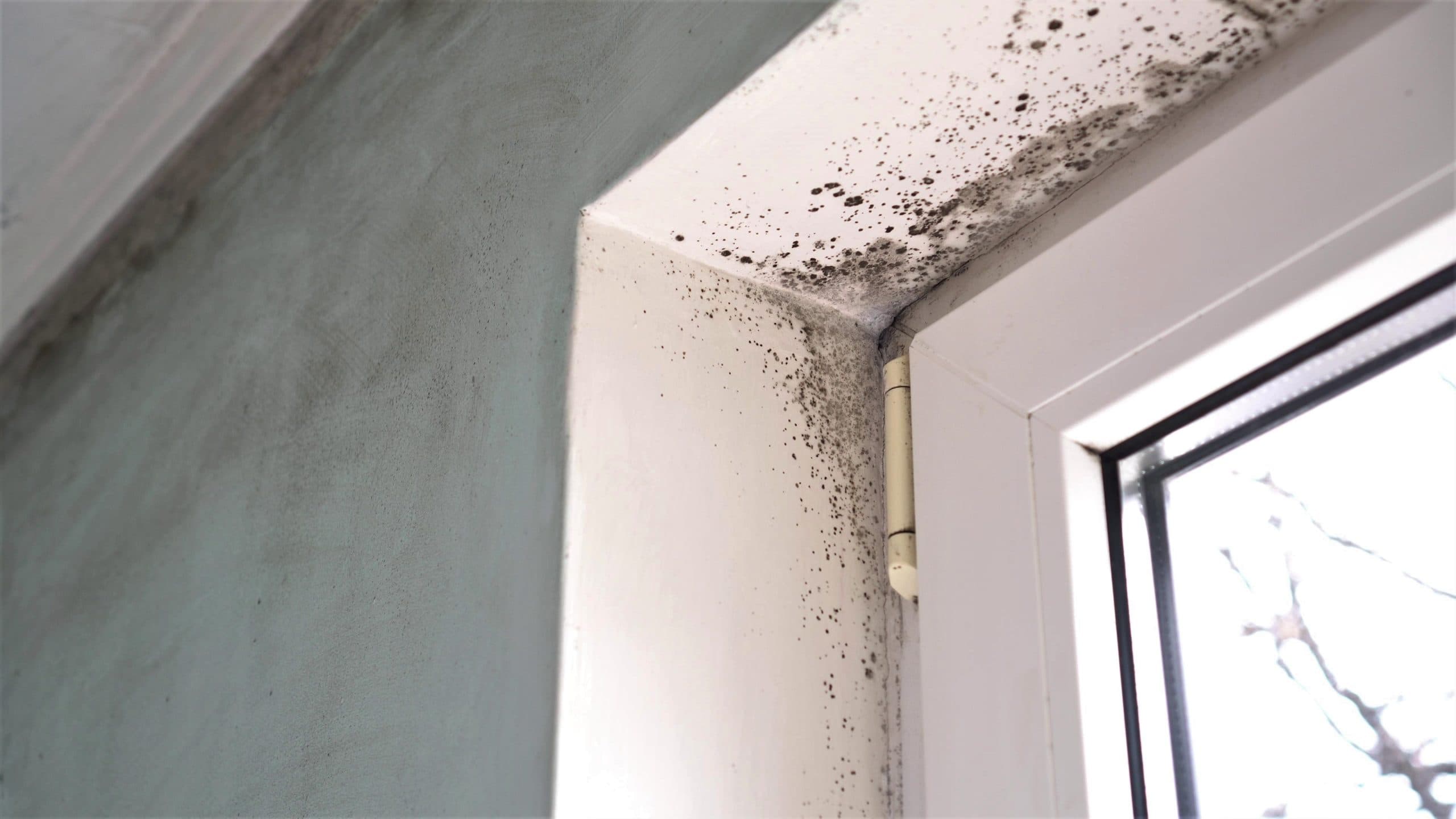 All About Mould