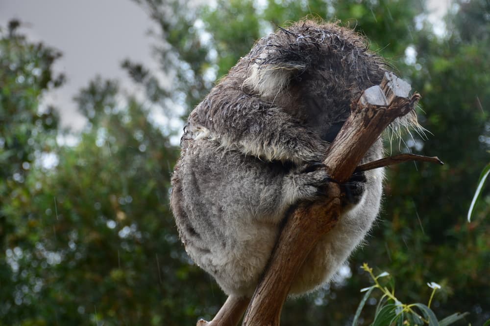 Wildlife struck by floods