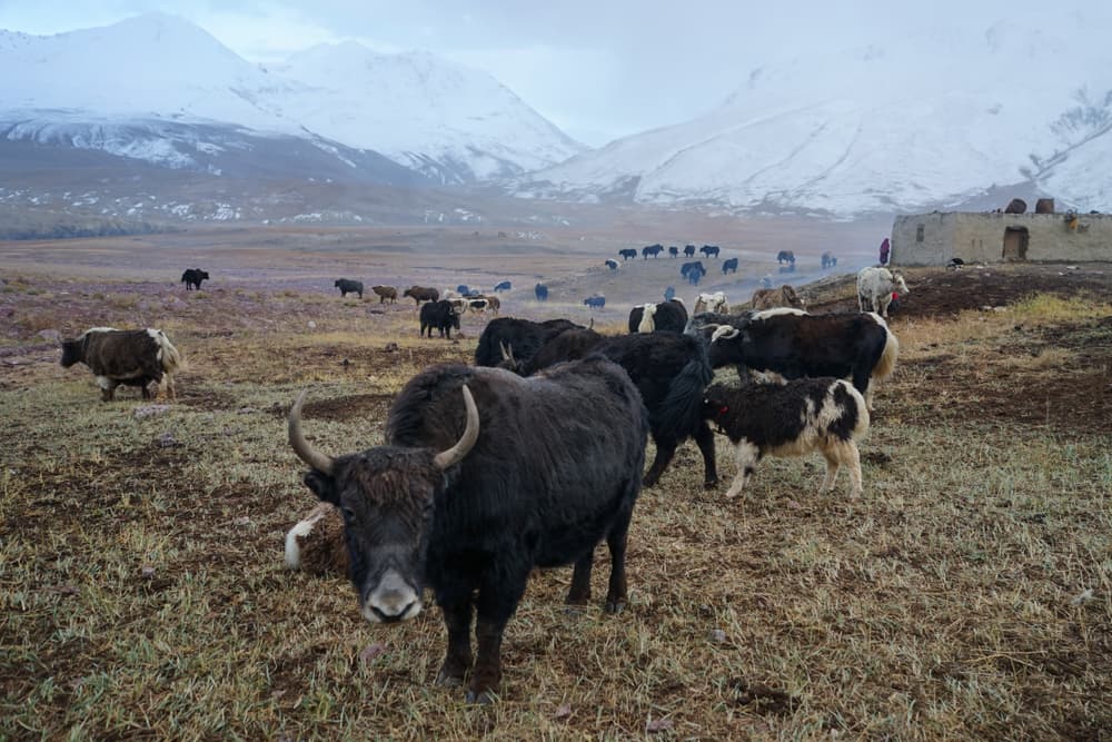 Drought in store for Afghanistan