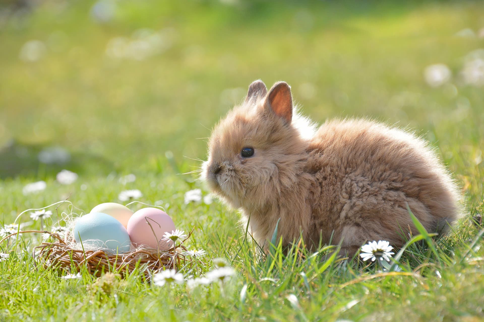 Where Does The Easter Bunny Come From?