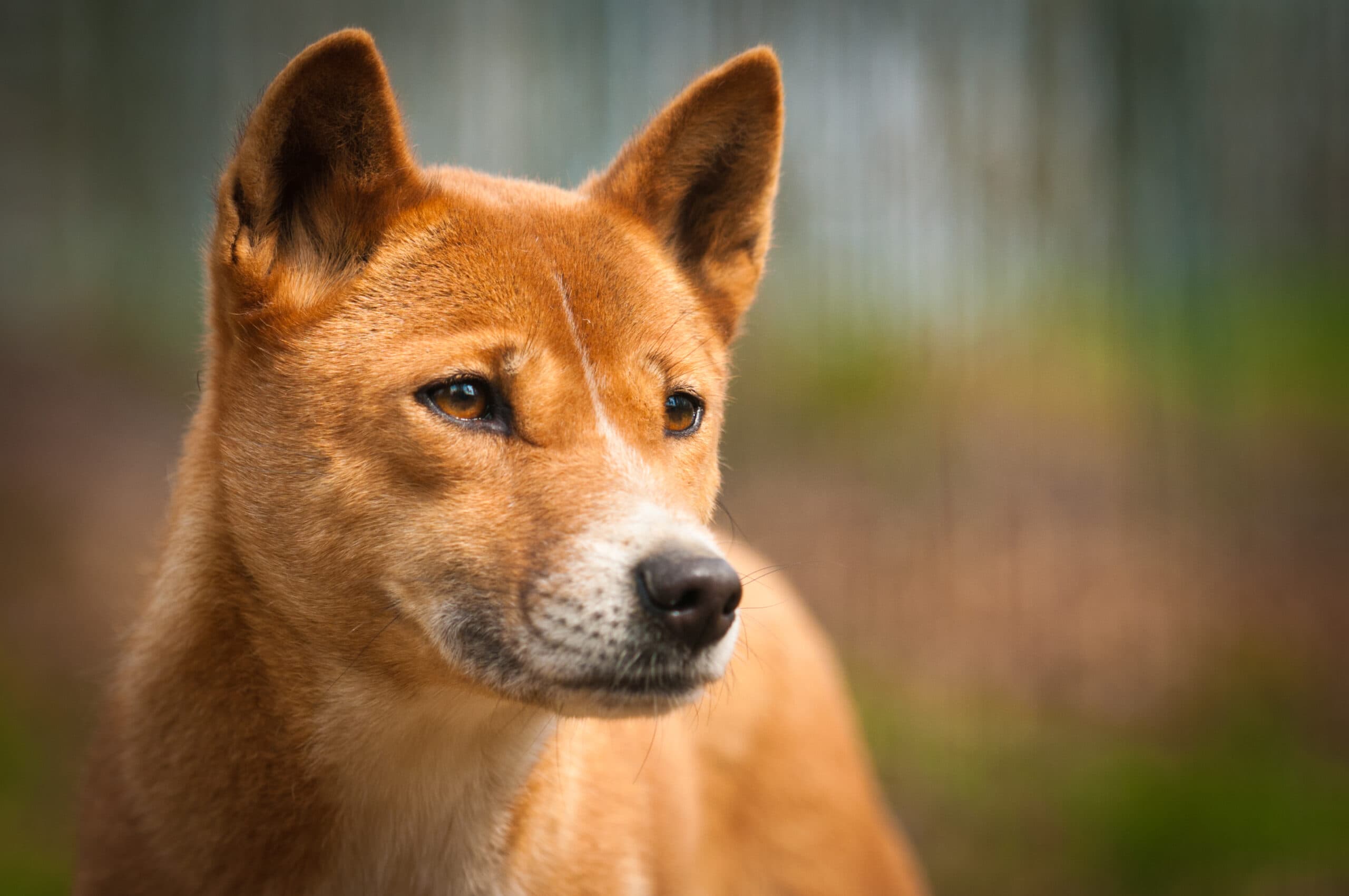 Where Did Dingoes Come From?