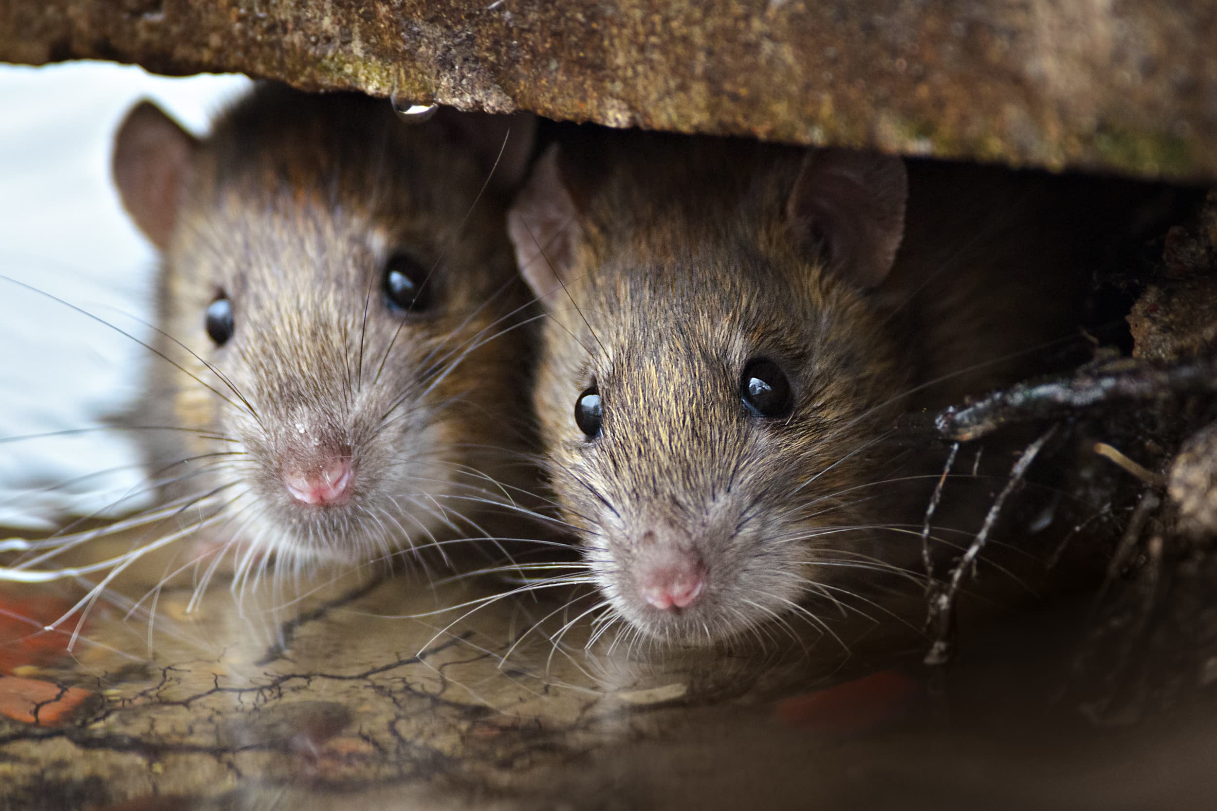 Campaign to ban some rodenticides from supermarkets